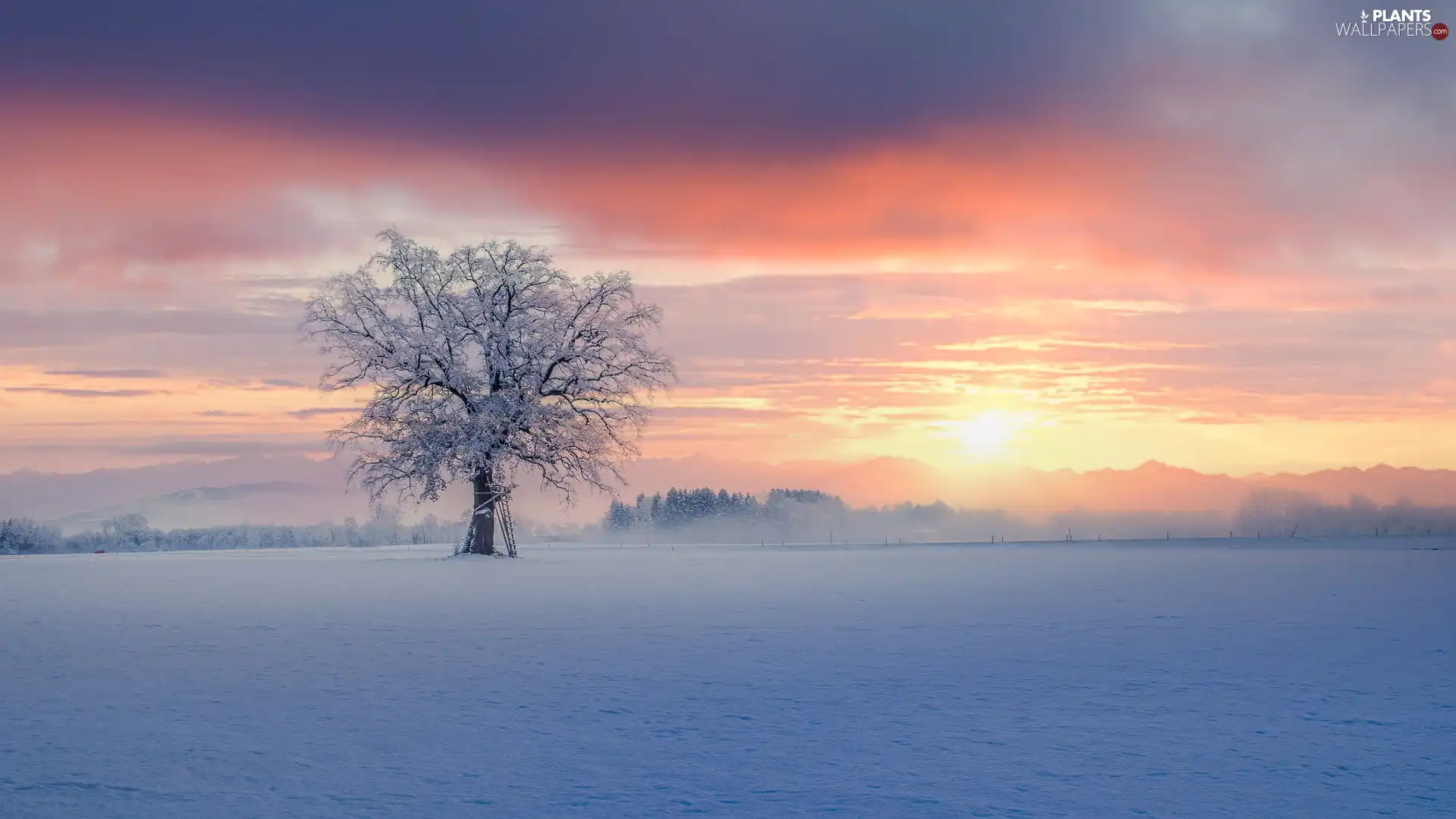 Field, Sunrise, Snowy, trees, winter