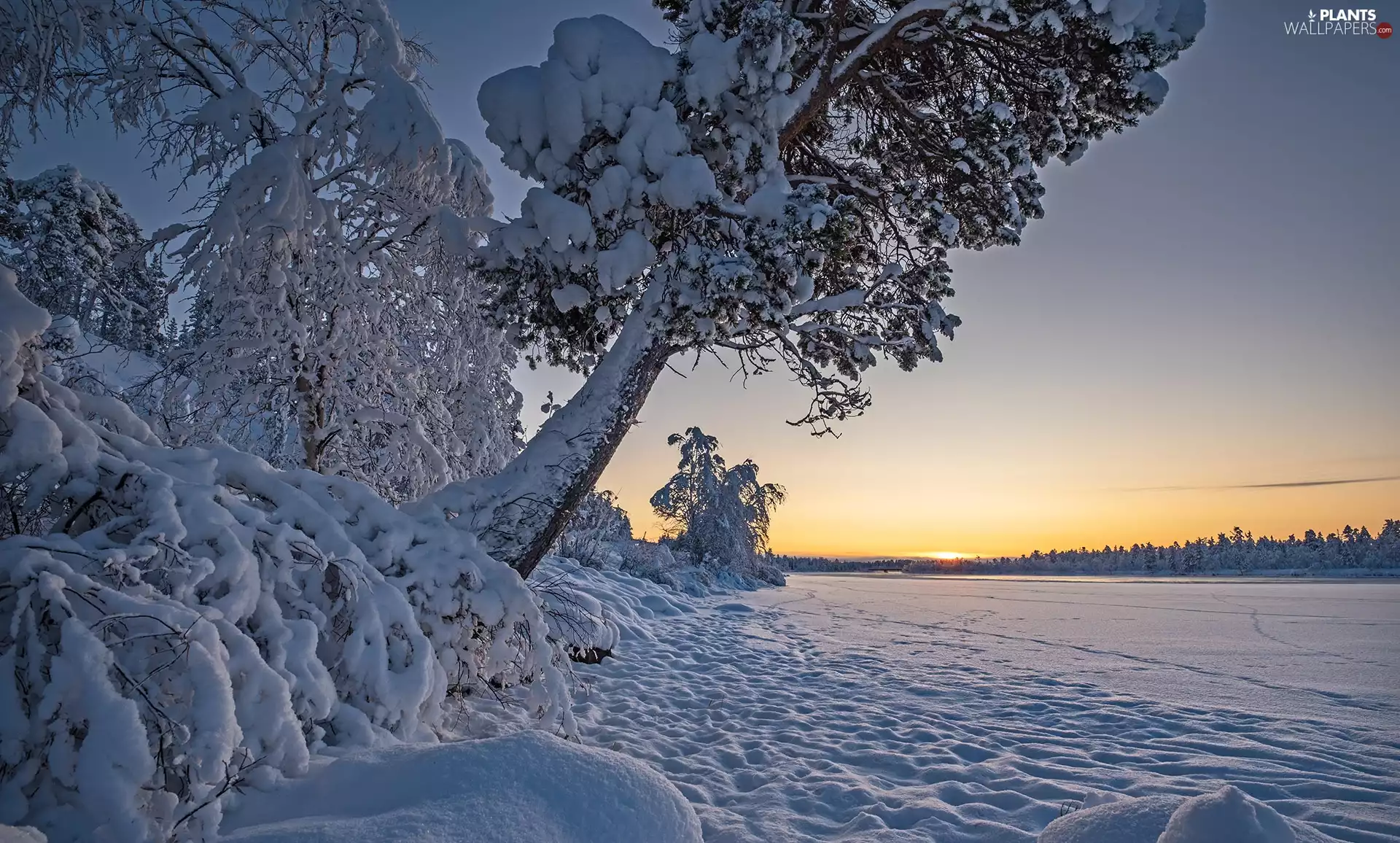 viewes, Sunrise, snowy, trees, winter