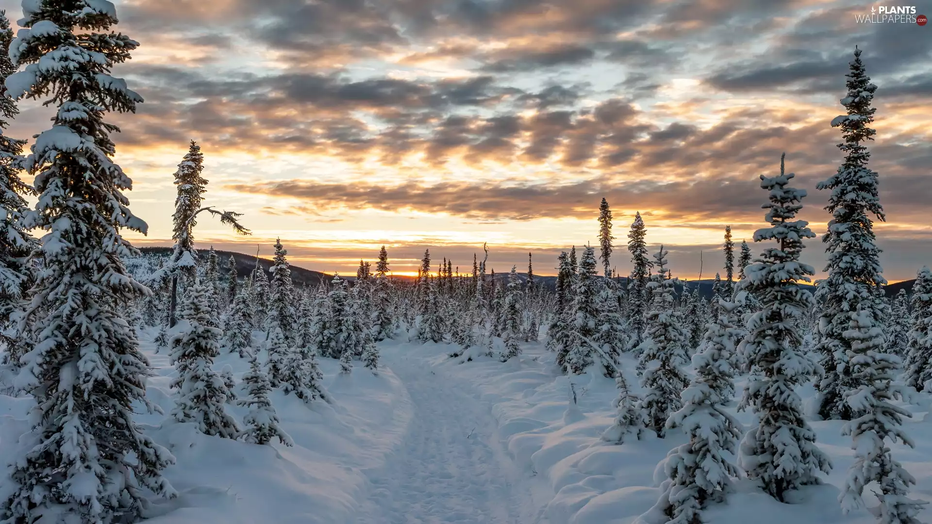 clouds, Sunrise, Spruces, Way, winter