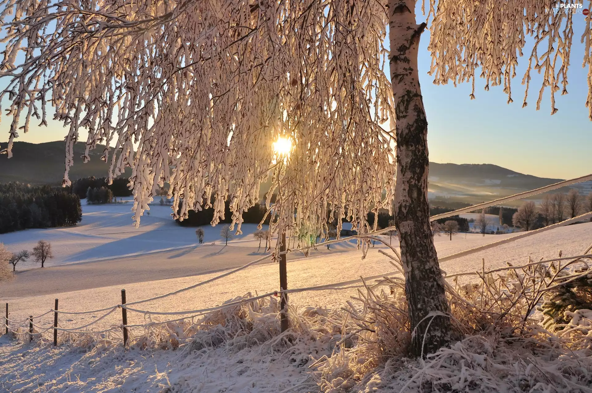 trees, Sunrise, Styria, winter, Austria
