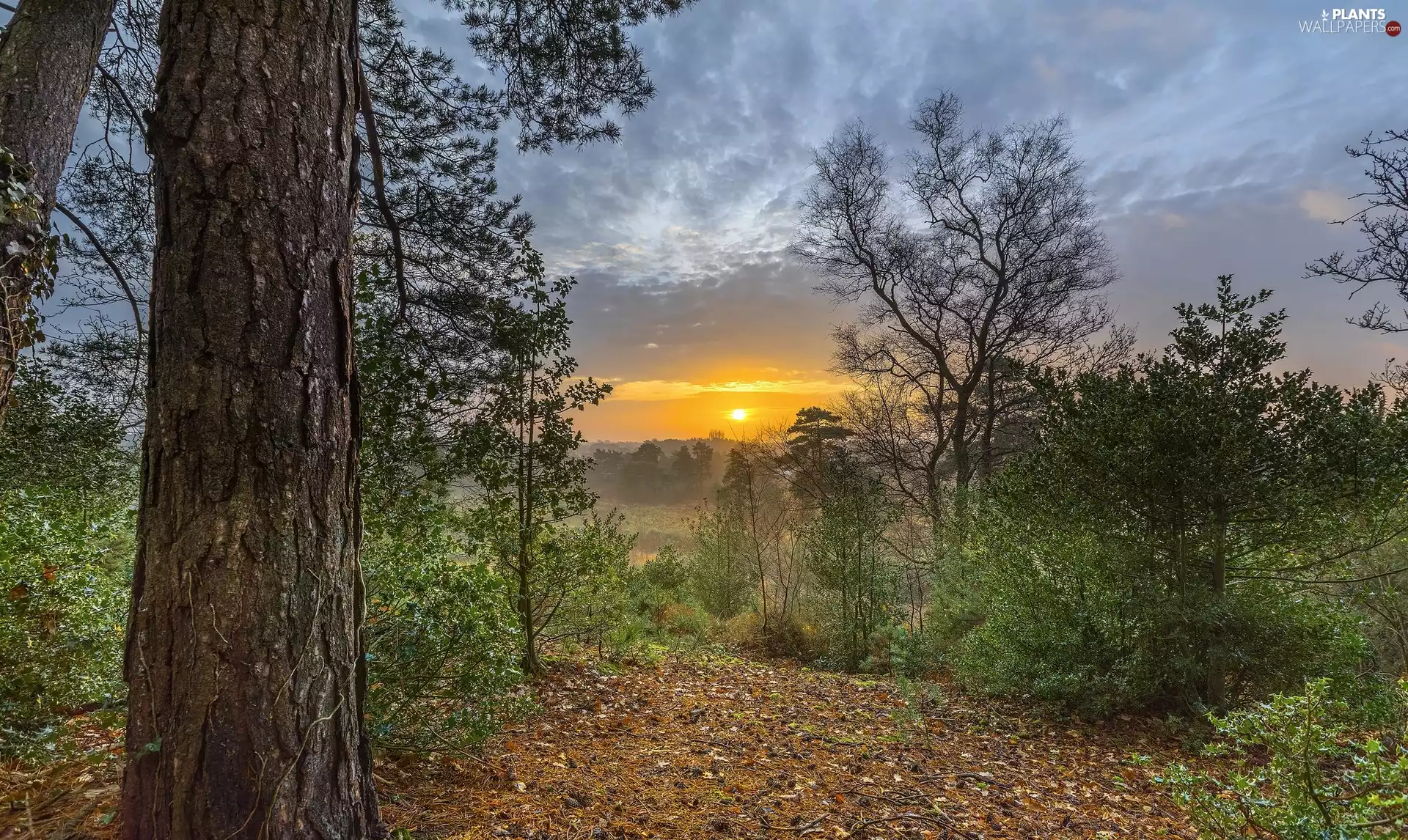 trees, Sunrise, The Hills, viewes