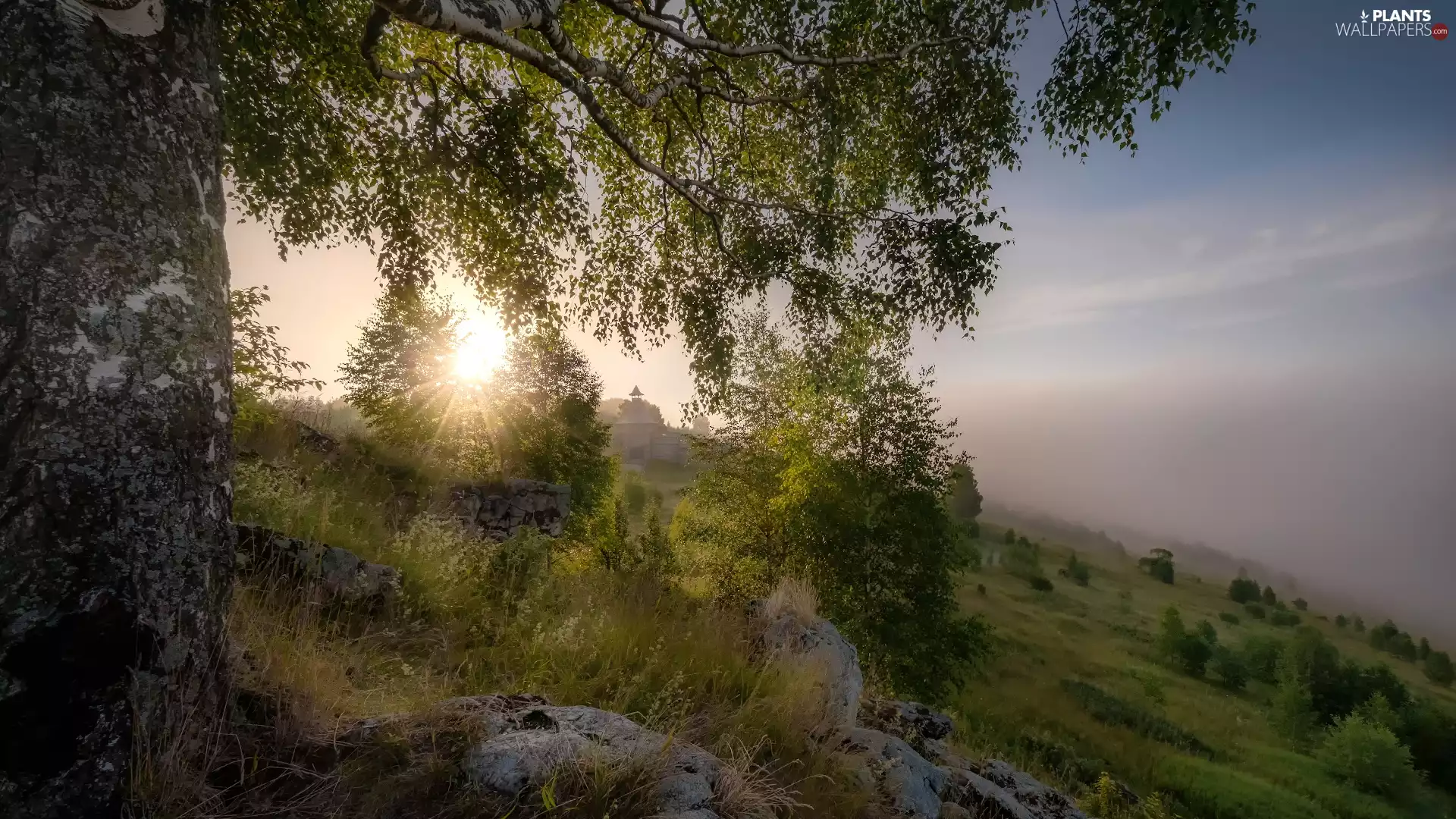 Sunrise, rays of the Sun, birch-tree, Hill, trees