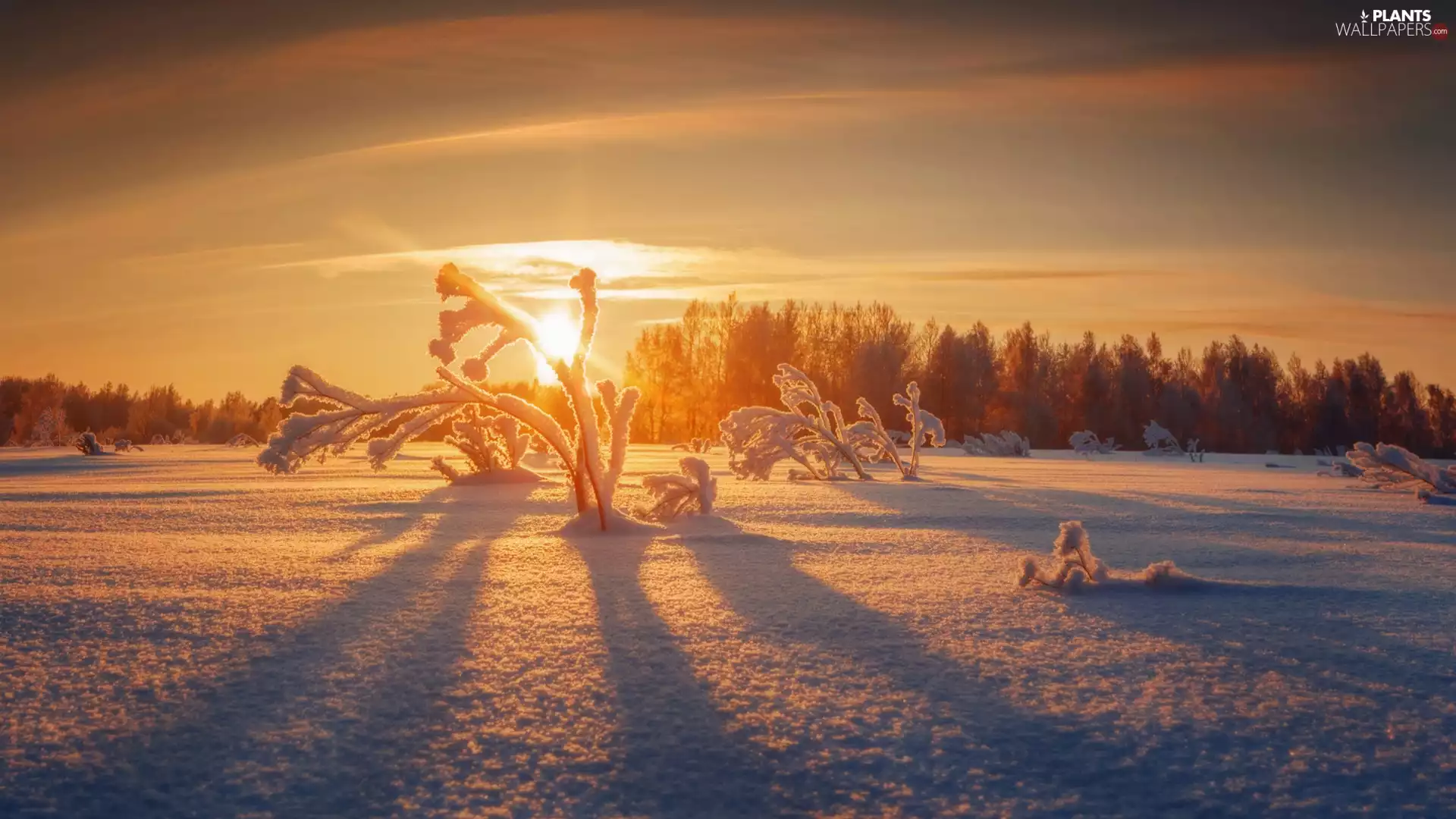 viewes, winter, Bush, Sunrise, Plants, trees