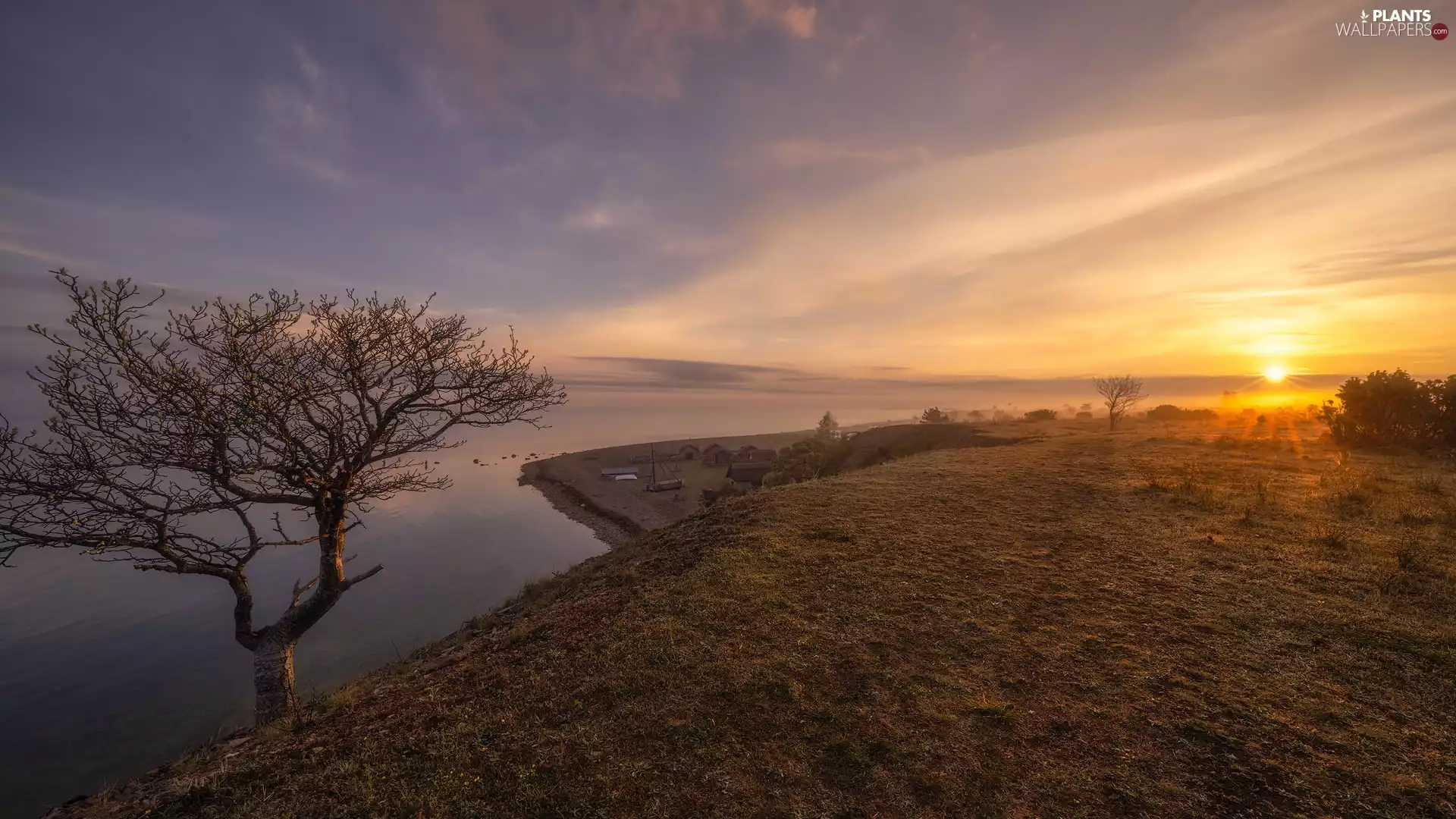 viewes, lake, Fog, Sunrise, Houses, trees
