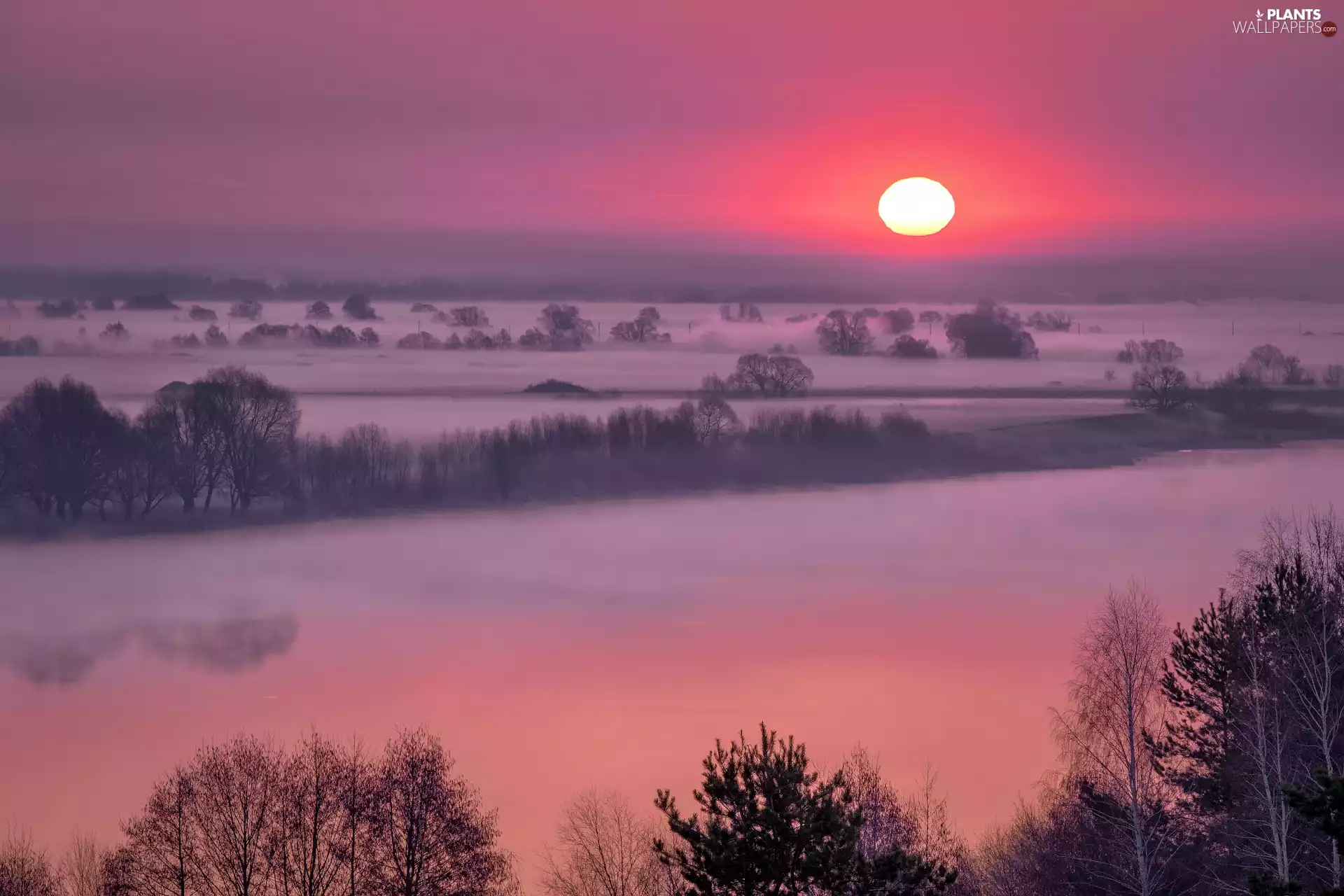 Sky, Sunrise, trees, viewes, Fog