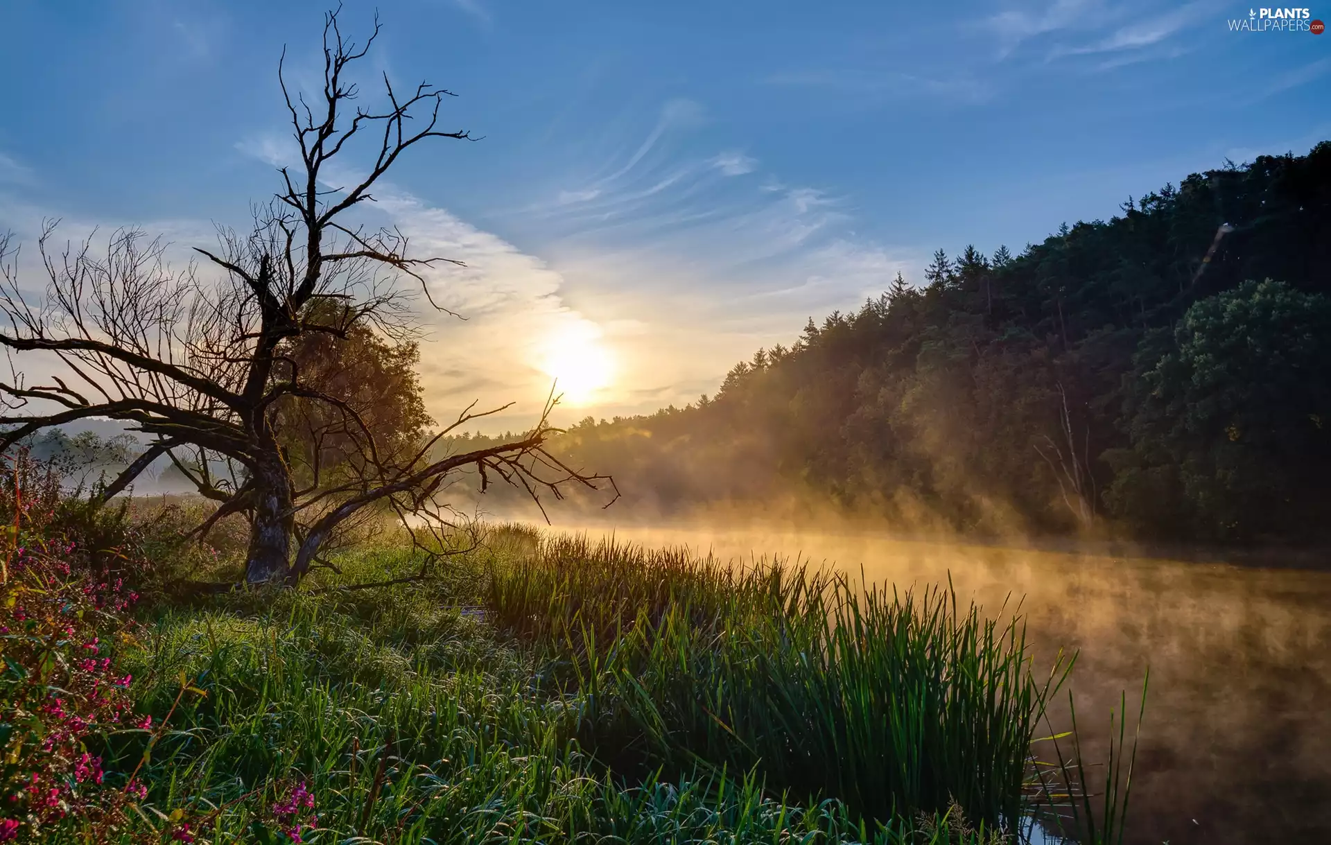 Fog, Sunrise, trees, River, forest