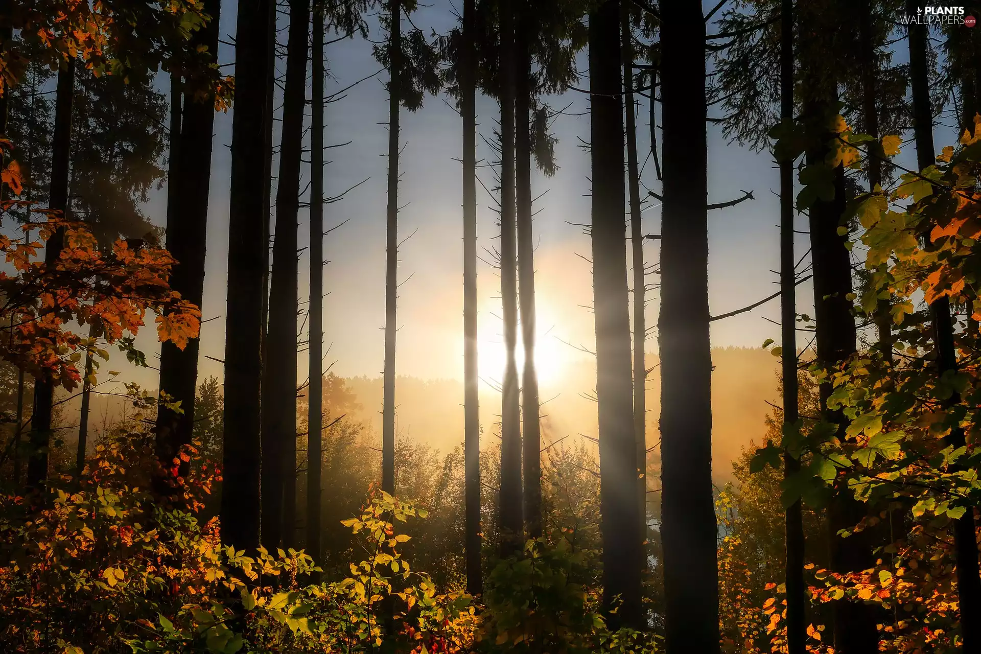 autumn, Sunrise, trees, viewes, forest