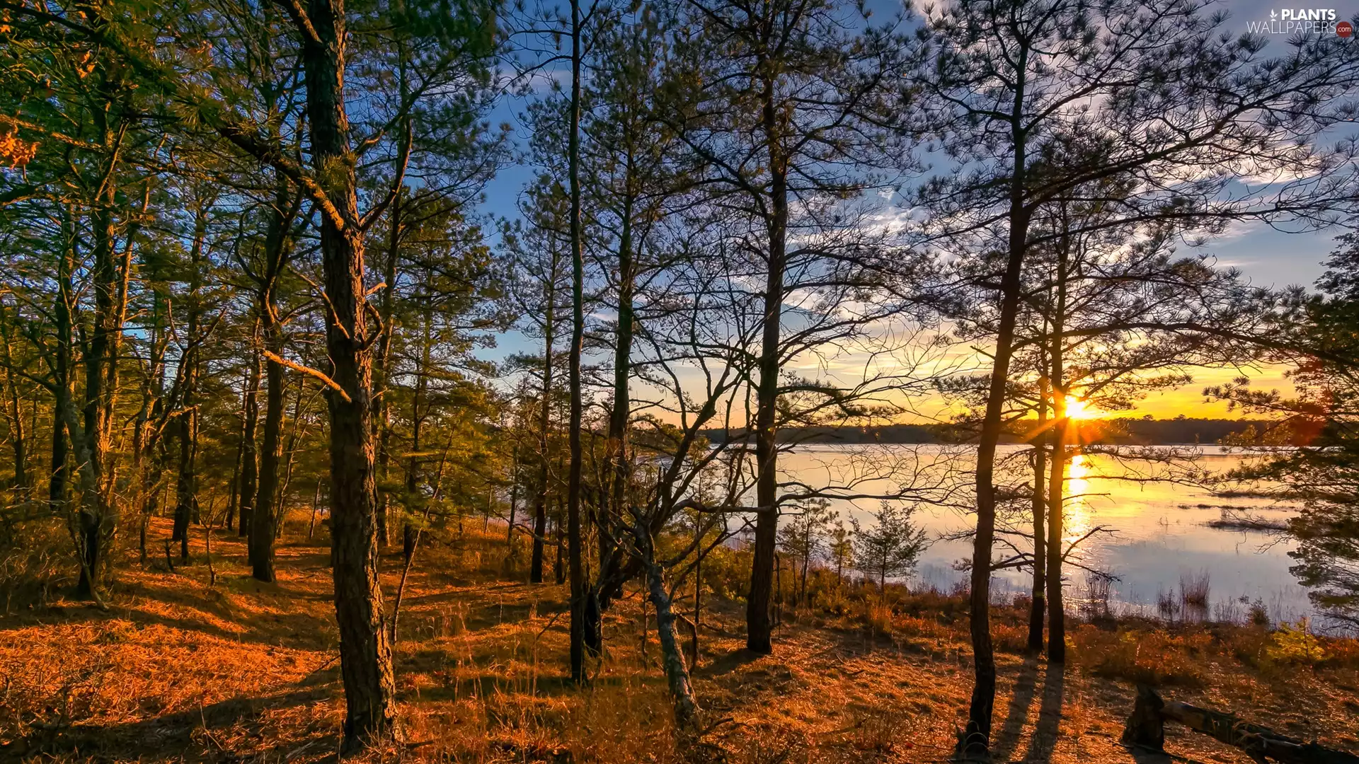 lake, Sunrise, trees, viewes, forest