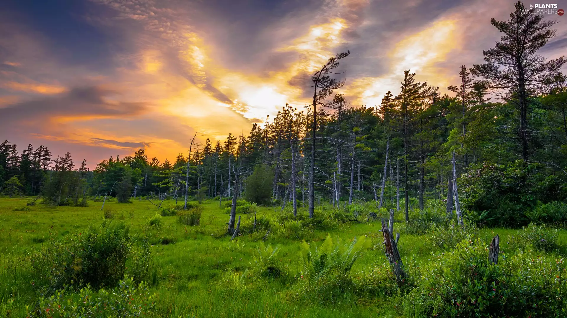 VEGETATION, Sunrise, trees, viewes, forest