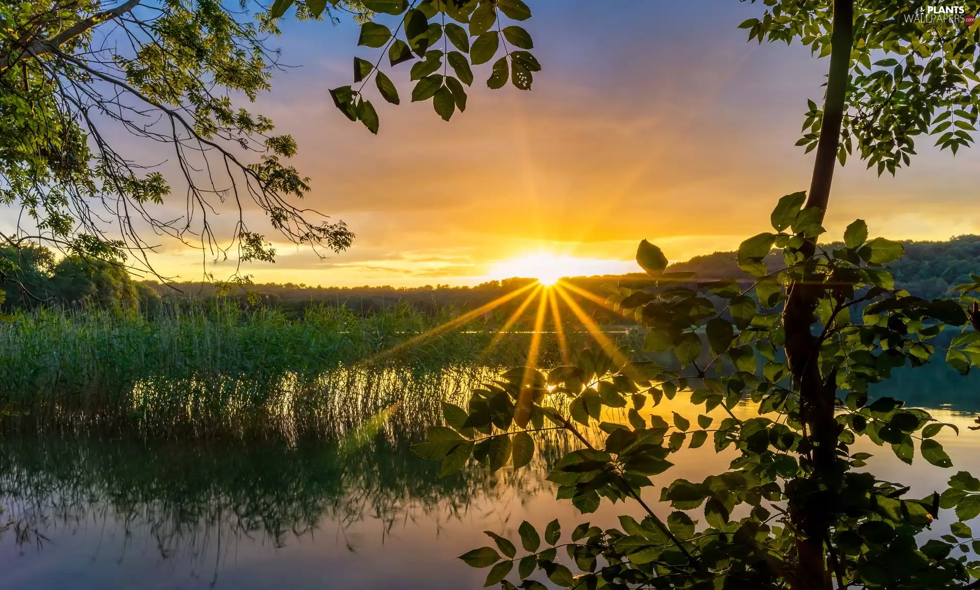 VEGETATION, Sunrise, trees, viewes, lake
