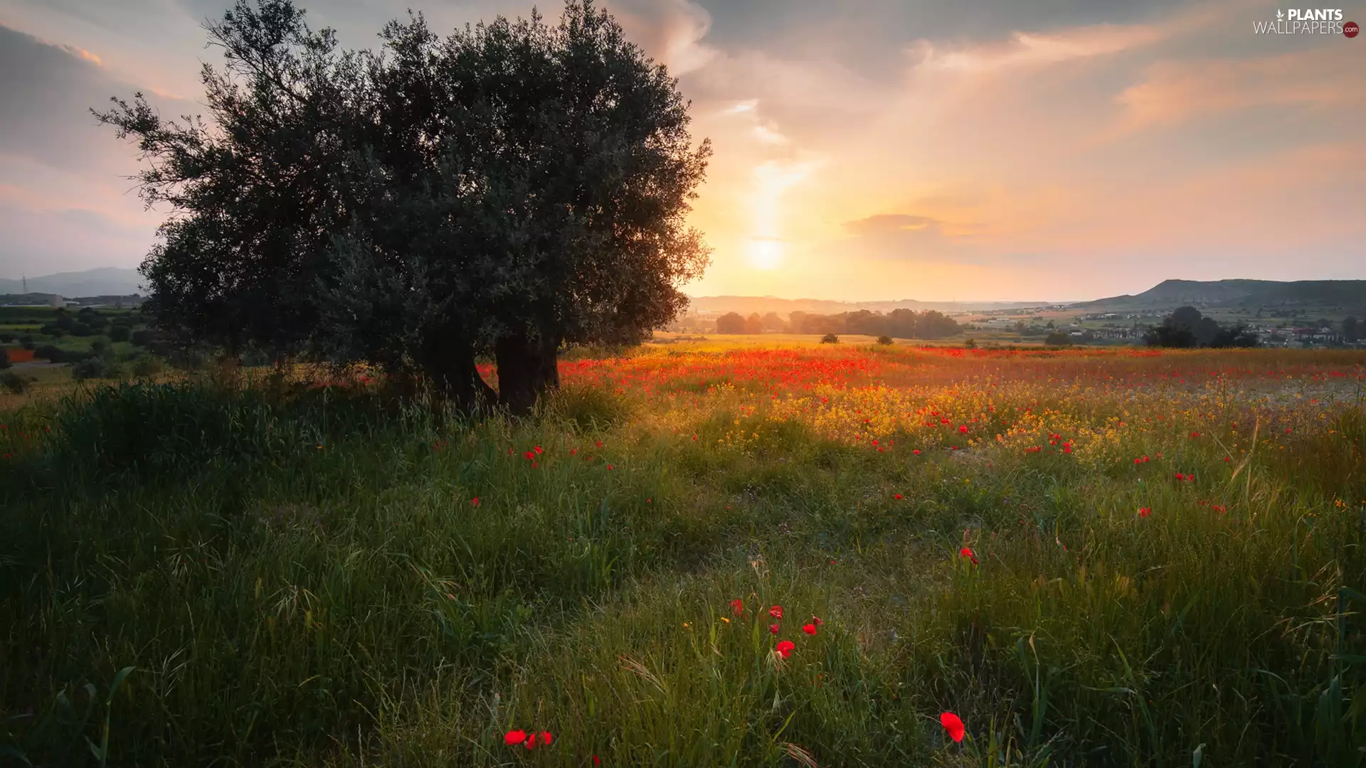 viewes, Meadow, papavers, Sunrise, Flowers, trees