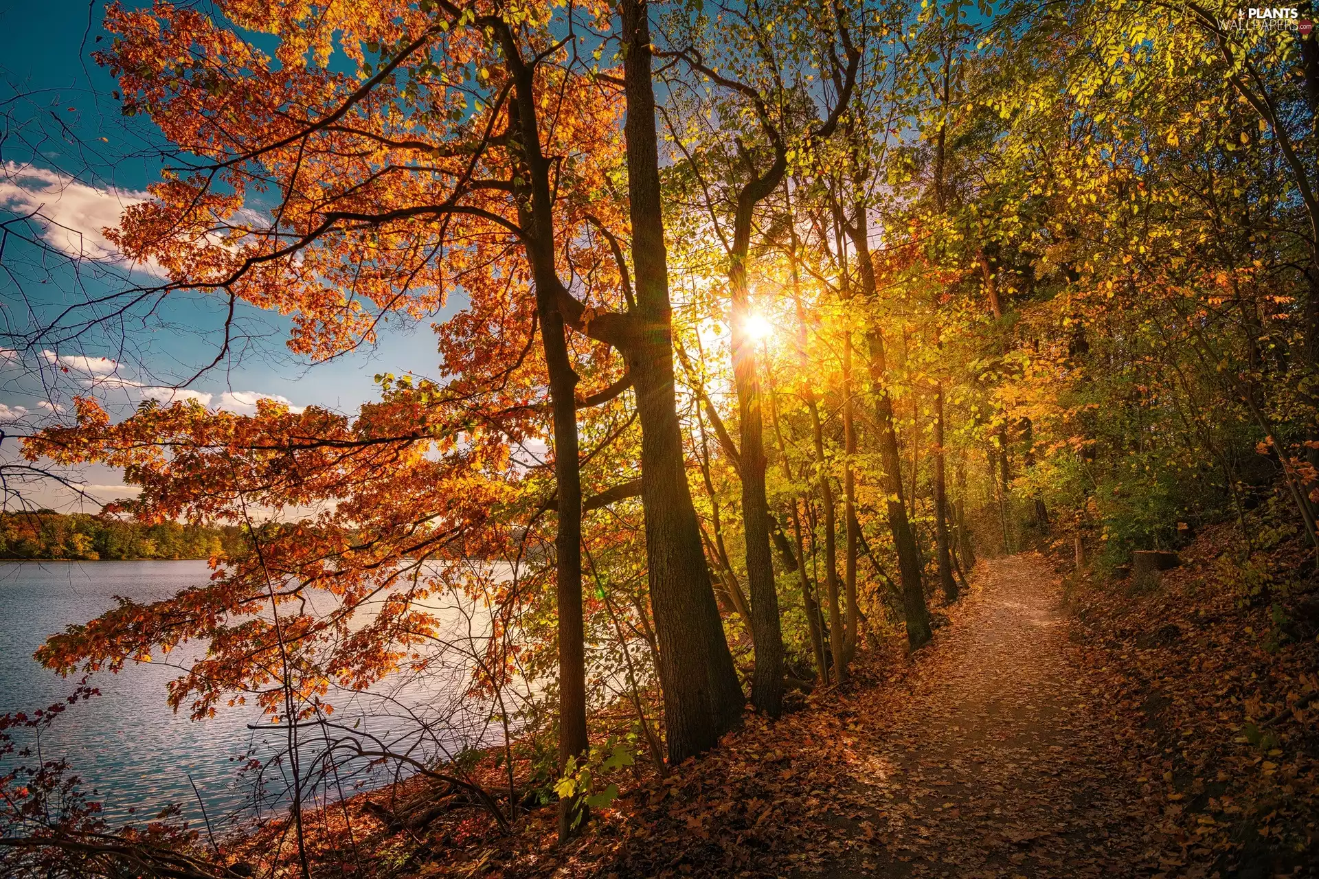 viewes, lake, Path, Sunrise, autumn, trees