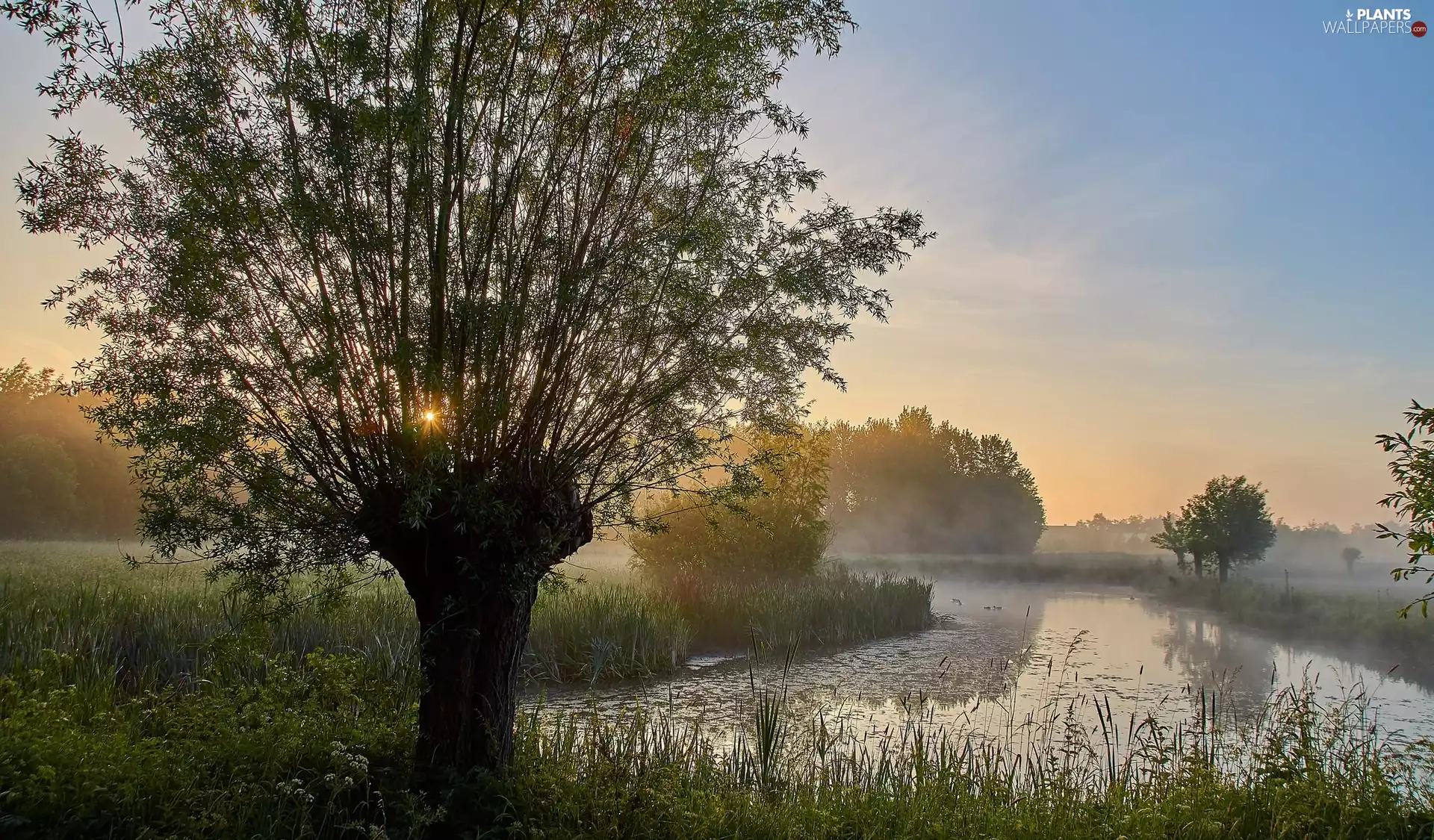 Fog, Sunrise, trees, grass, River