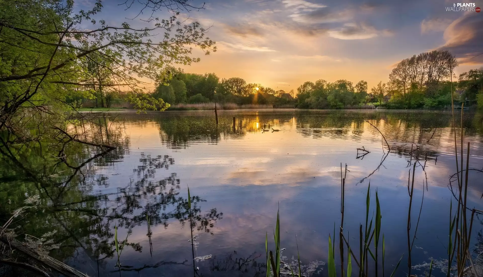 Plants, Sunrise, trees, viewes, River