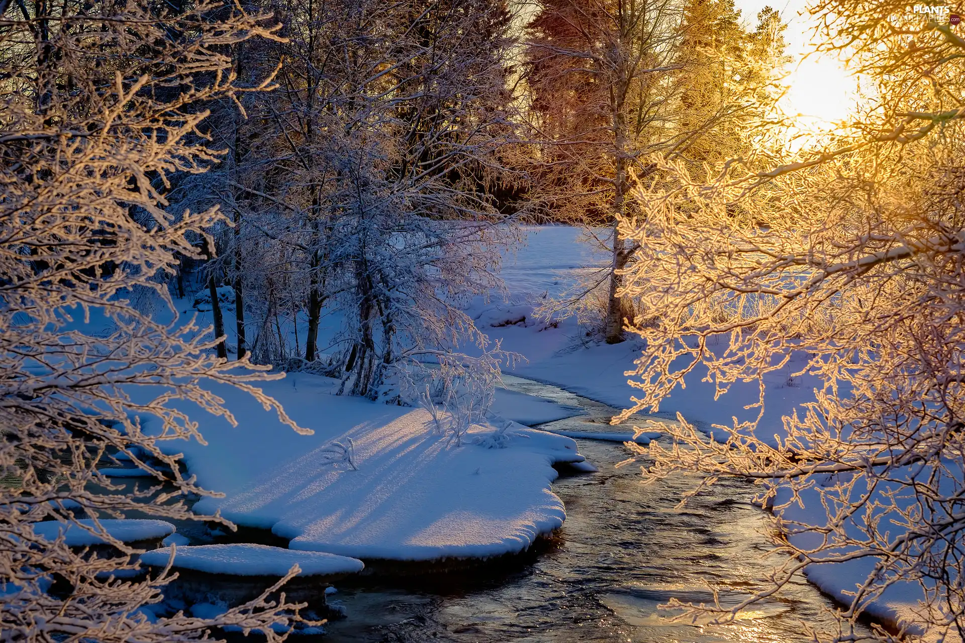 viewes, Snowy, River, Sunrise, winter, trees