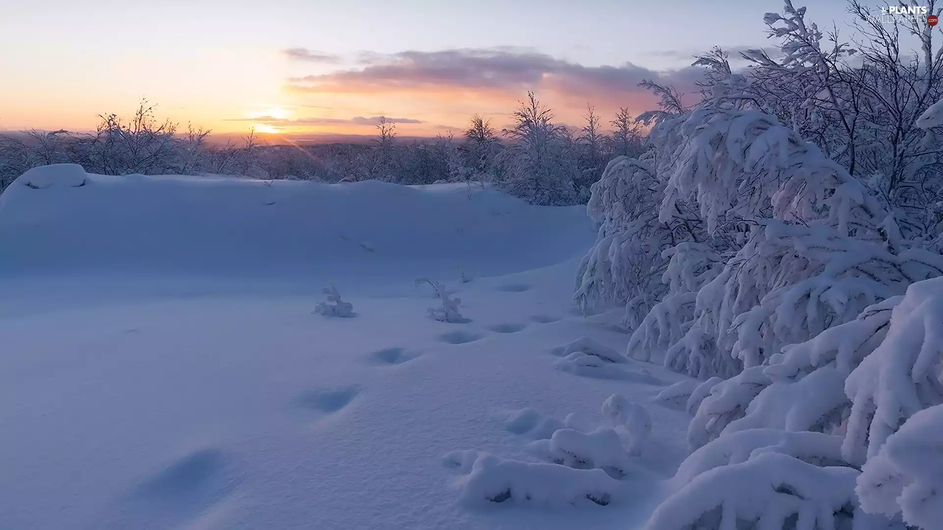 viewes, winter, snow, Sunrise, Bush, trees