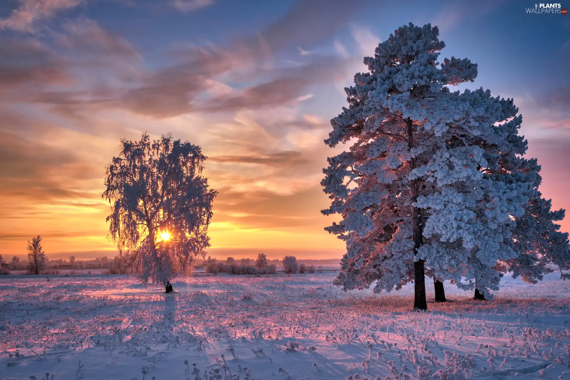 grass, Sunrise, trees, viewes, Snowy