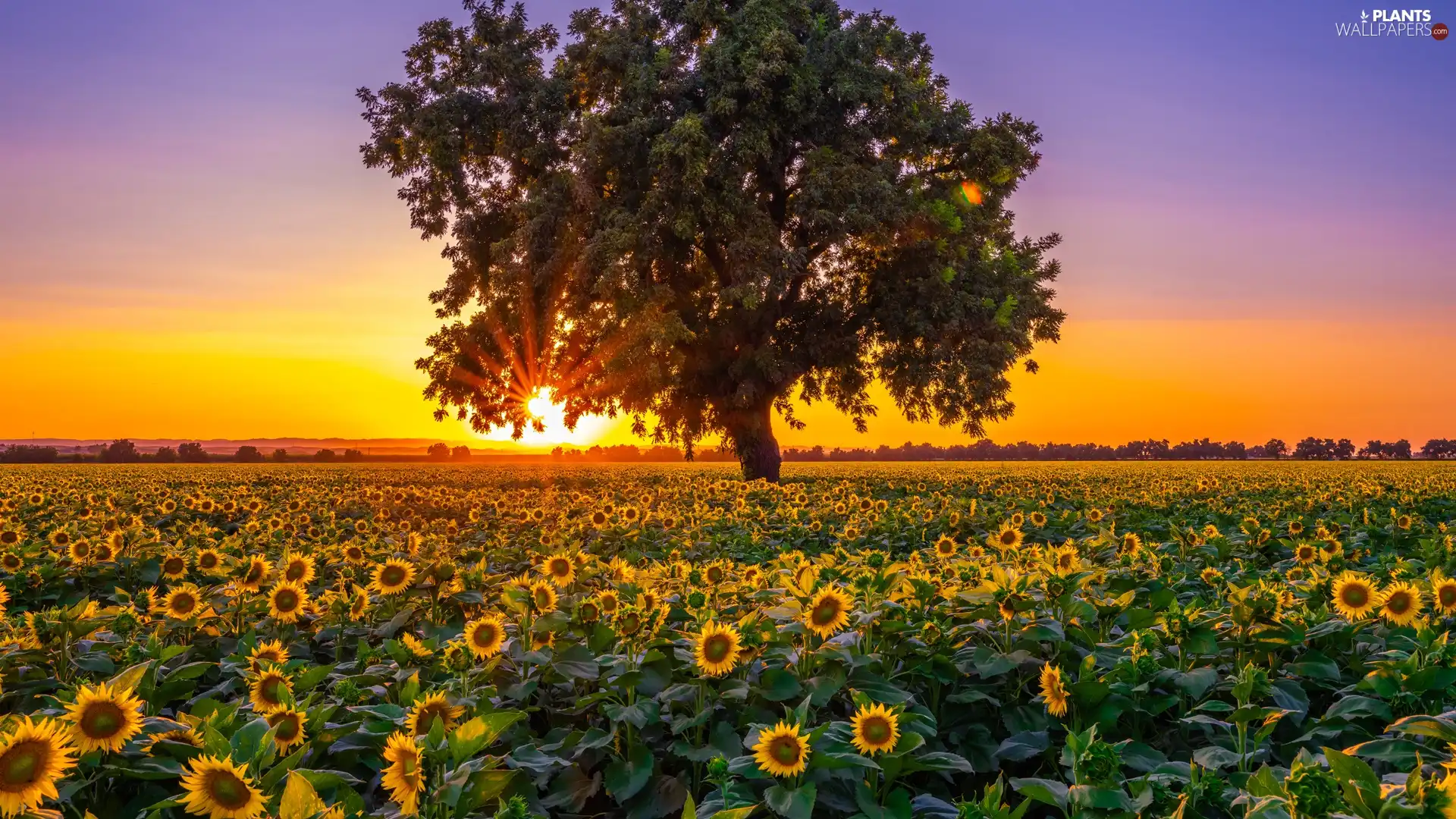 Field, Sunrise, trees, Nice sunflowers