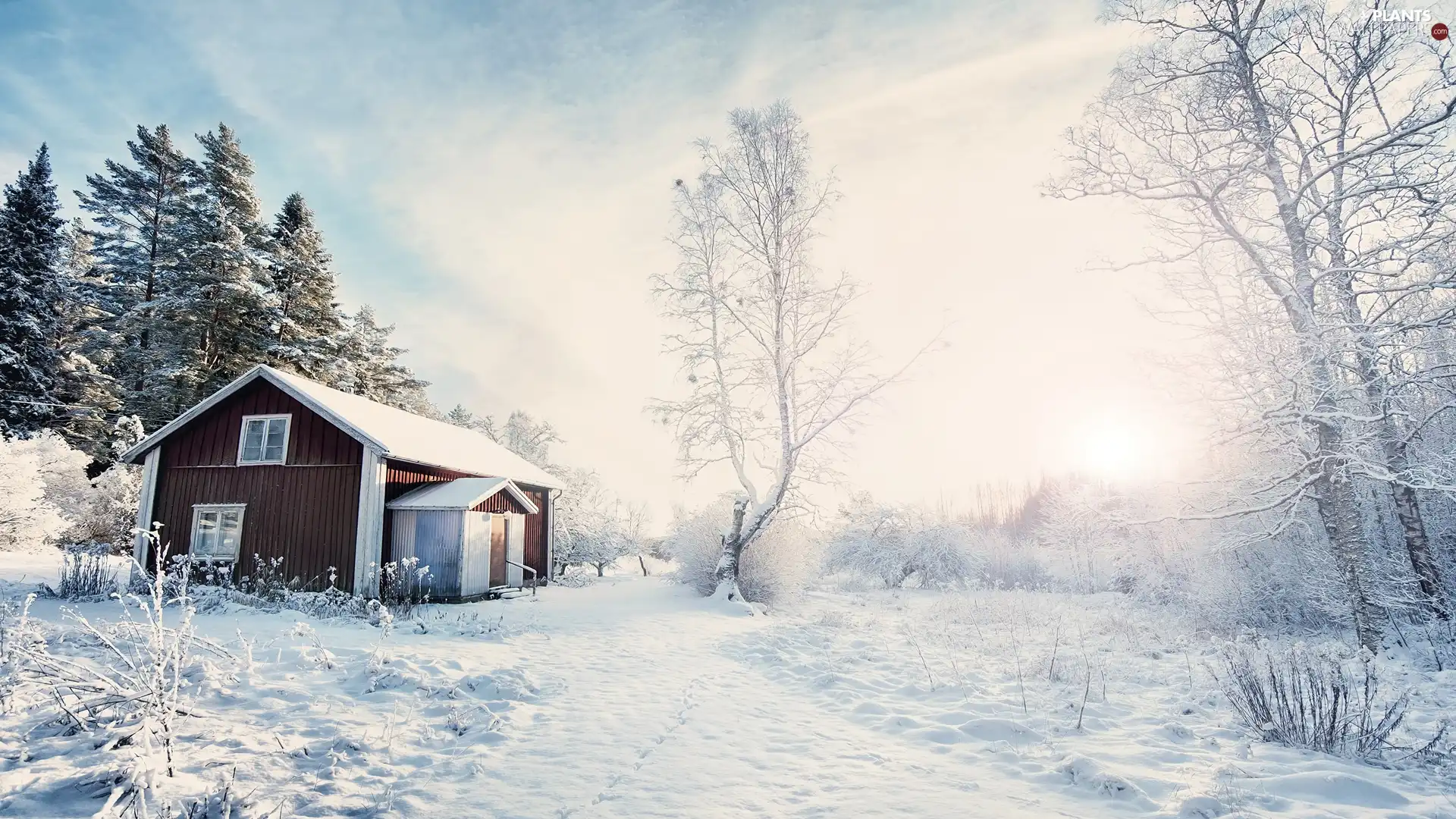 viewes, winter, Way, Sunrise, house, trees
