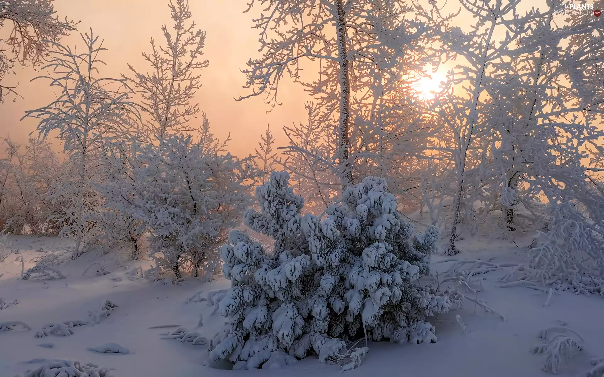 Bush, Sunrise, trees, viewes, winter