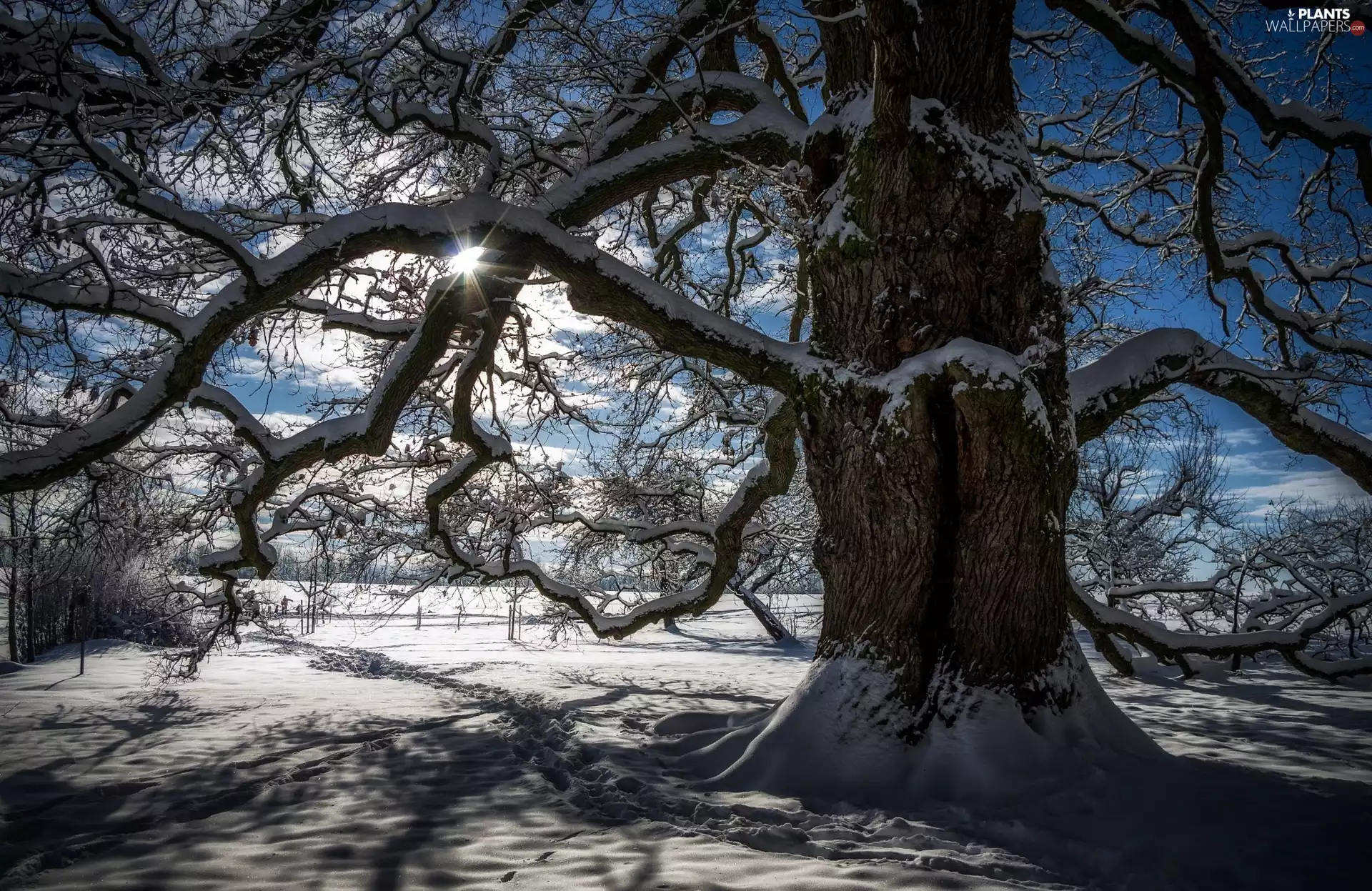 Sunrise, winter, trees