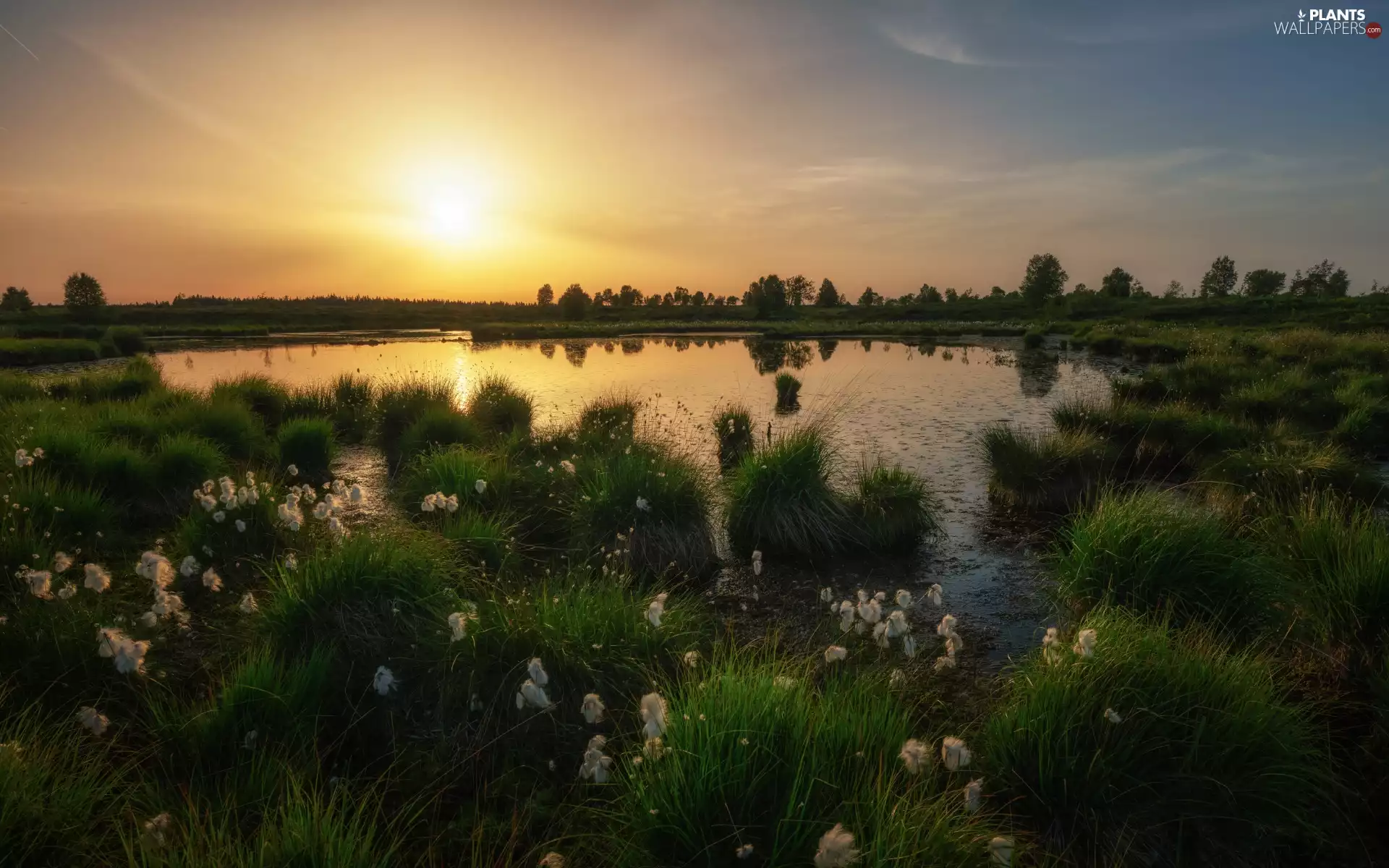 dawn, grass, viewes, Plants, Pond - car, trees, Sunrise