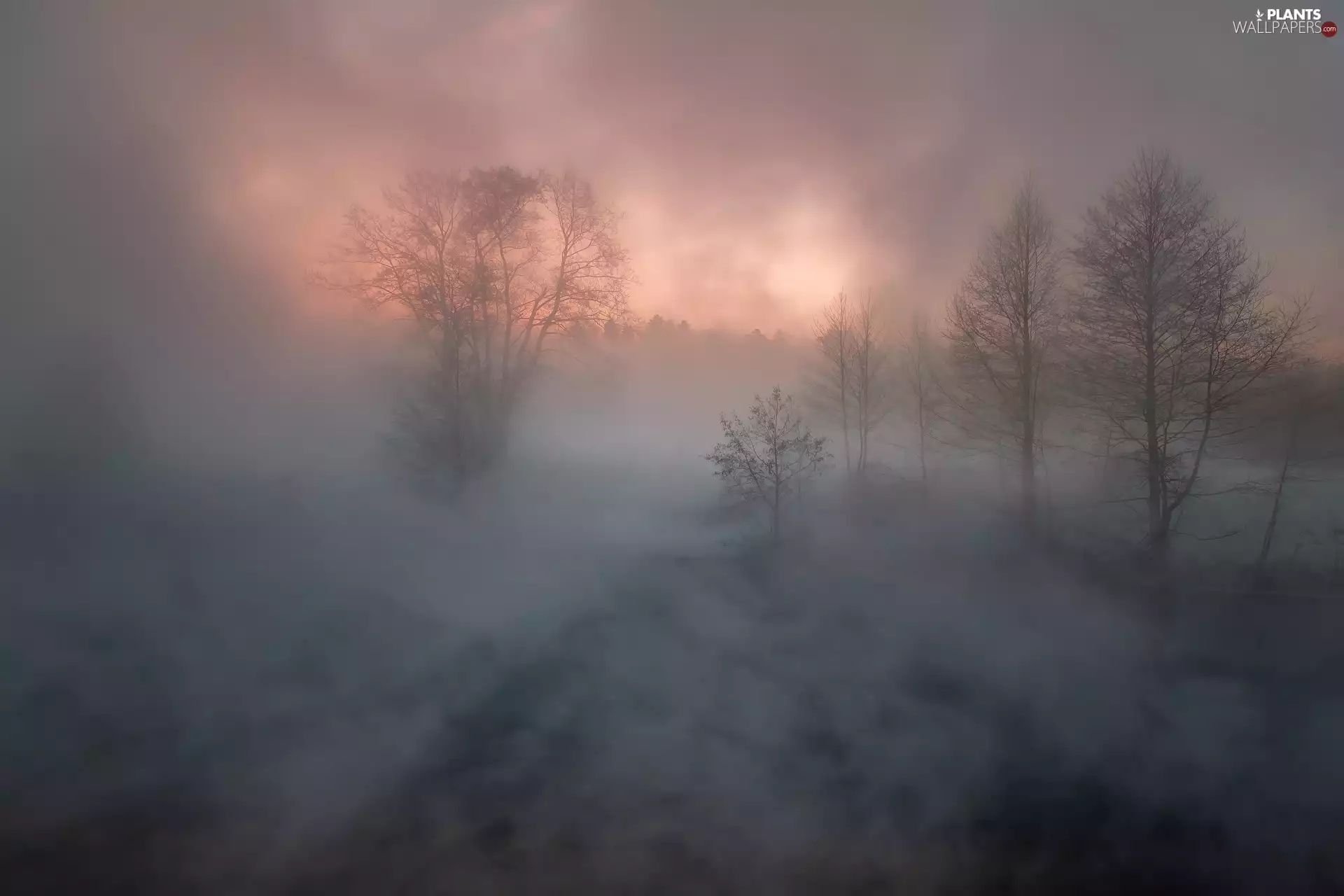 Fog, Sunrise, viewes, Thick, trees