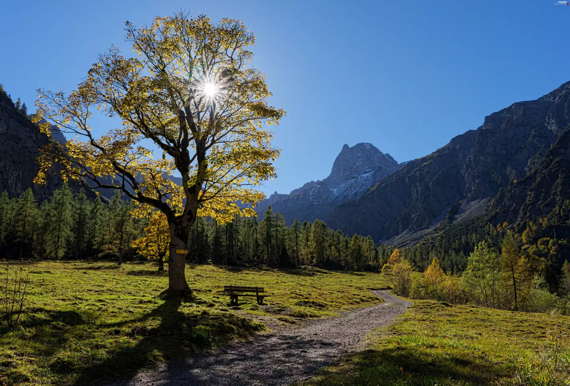 Tyrol Mountains, Austria, Sunrise, trees, Way