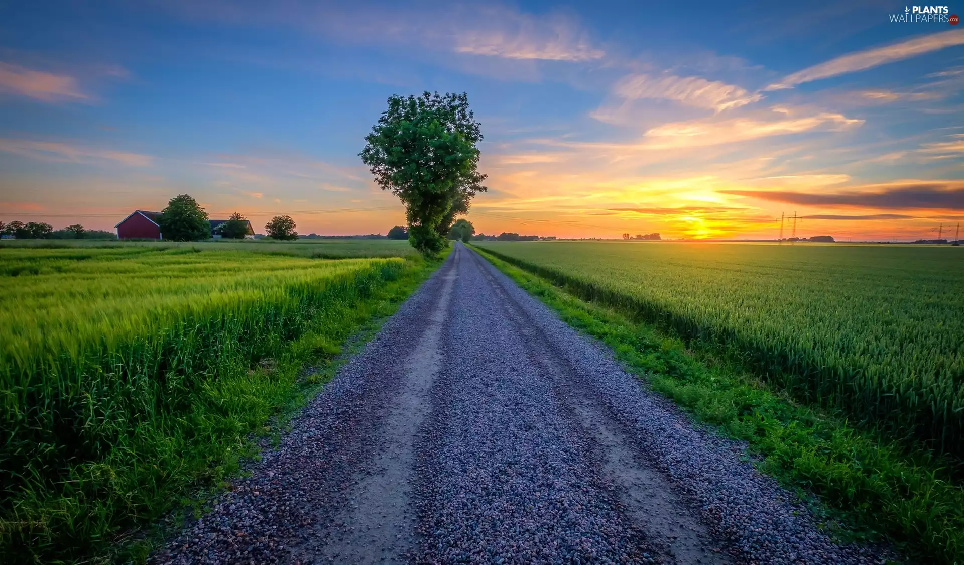 viewes, Sunrise, Way, trees, Field