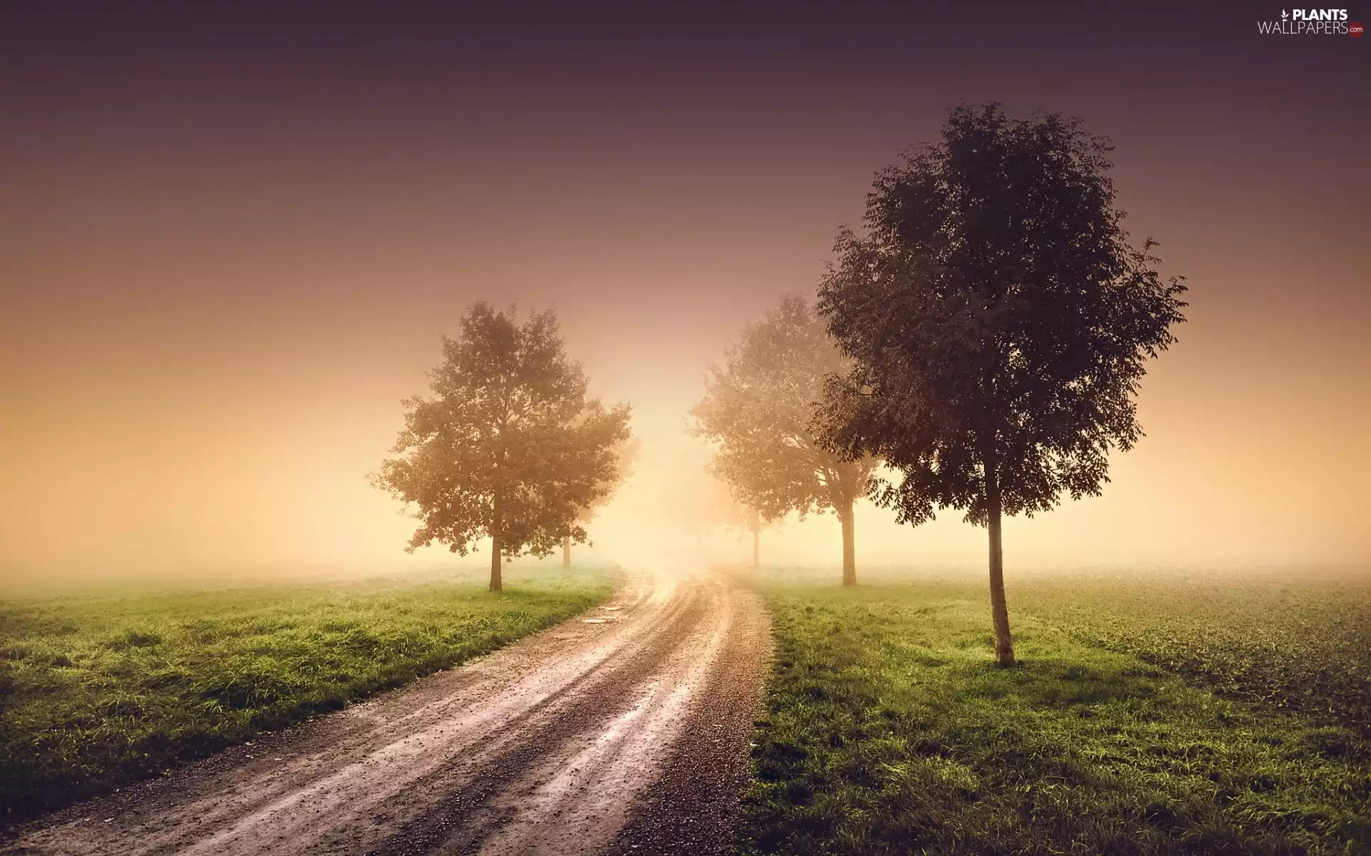 viewes, Sunrise, Way, trees, Fog