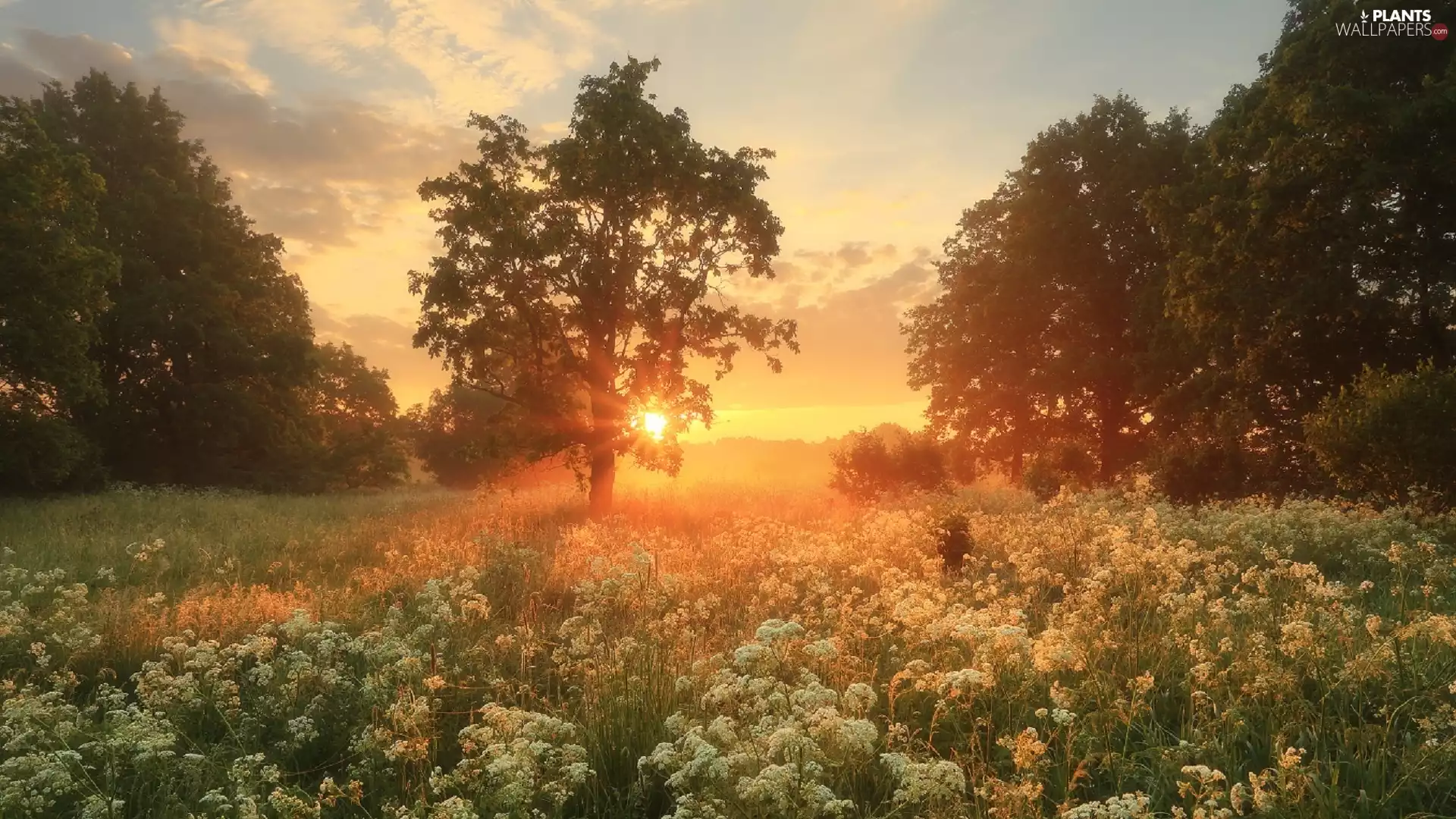 trees, Fog, White, Sunrise, Meadow, viewes, Flowers