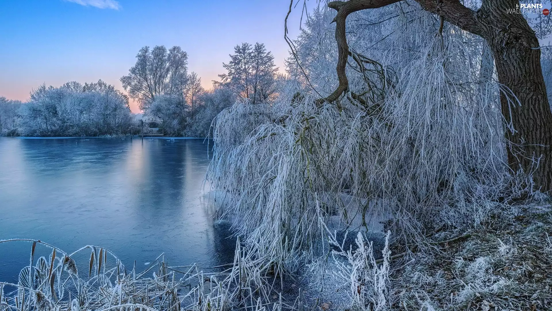 viewes, lake, White frost, trees, winter, grass, Sunrise