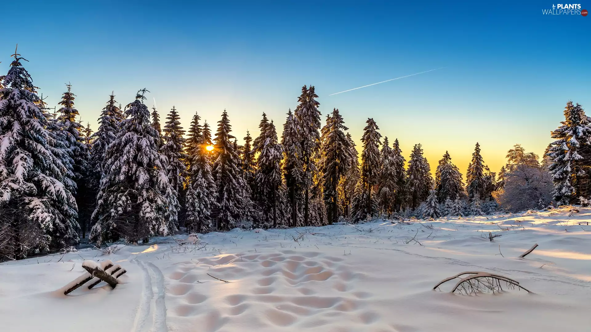 winter, forest, Spruces, Sunrise
