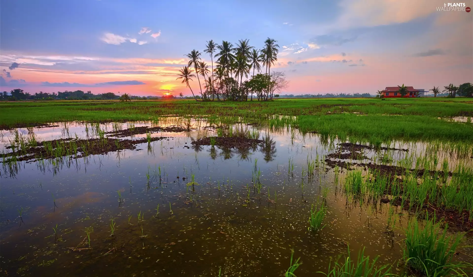 Palms, grass, Great Sunsets, house, Backwaters