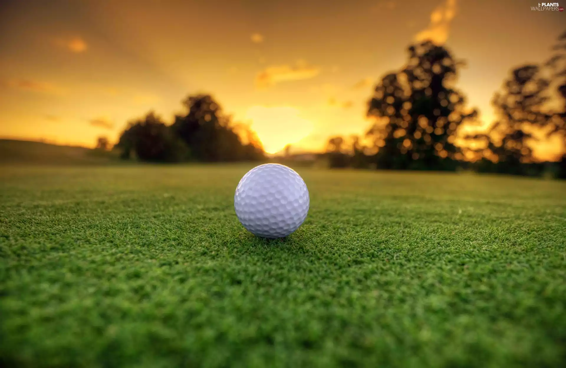 Great Sunsets, Ball, golf, grass