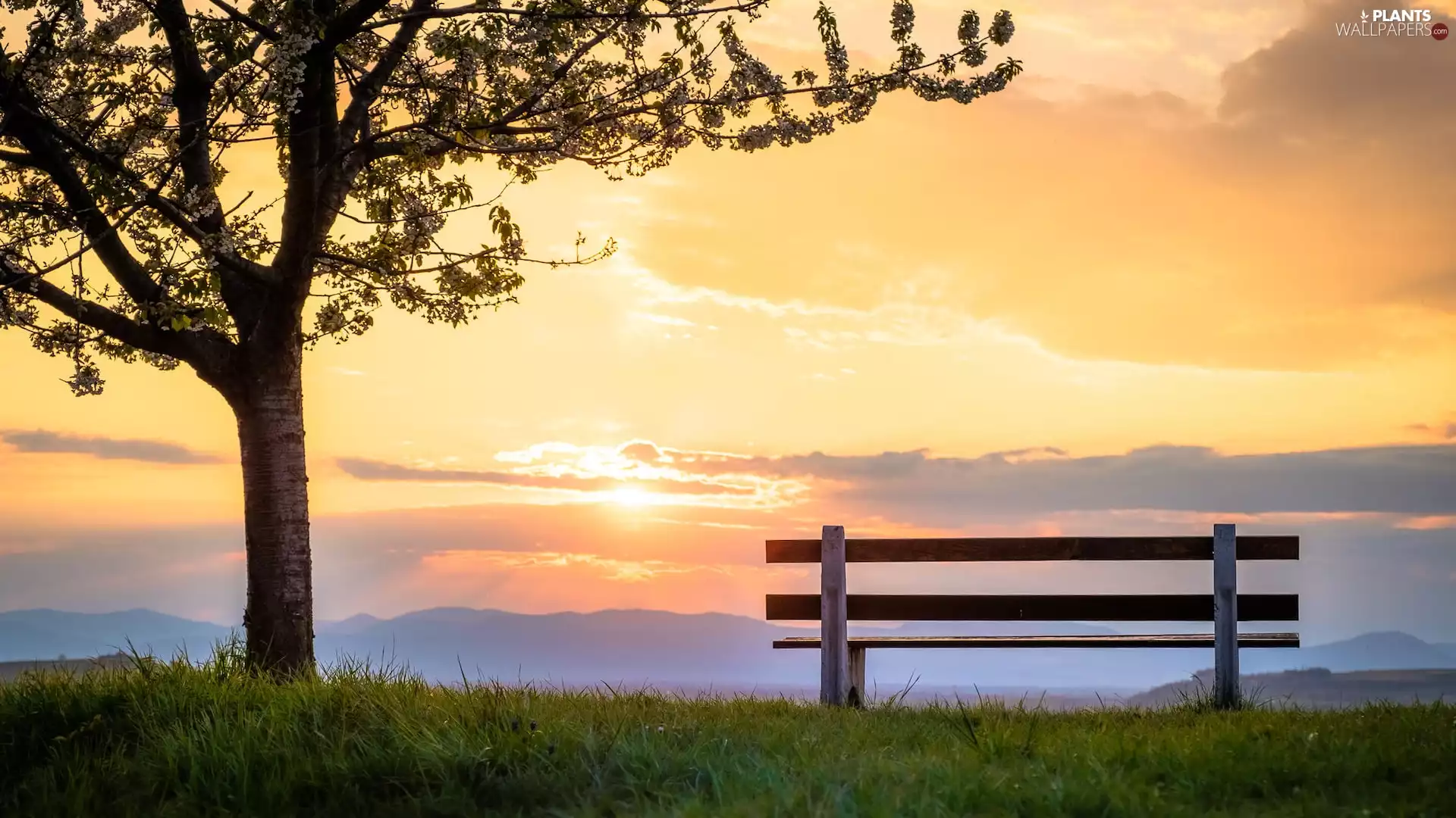 Great Sunsets, Bench, grass, trees