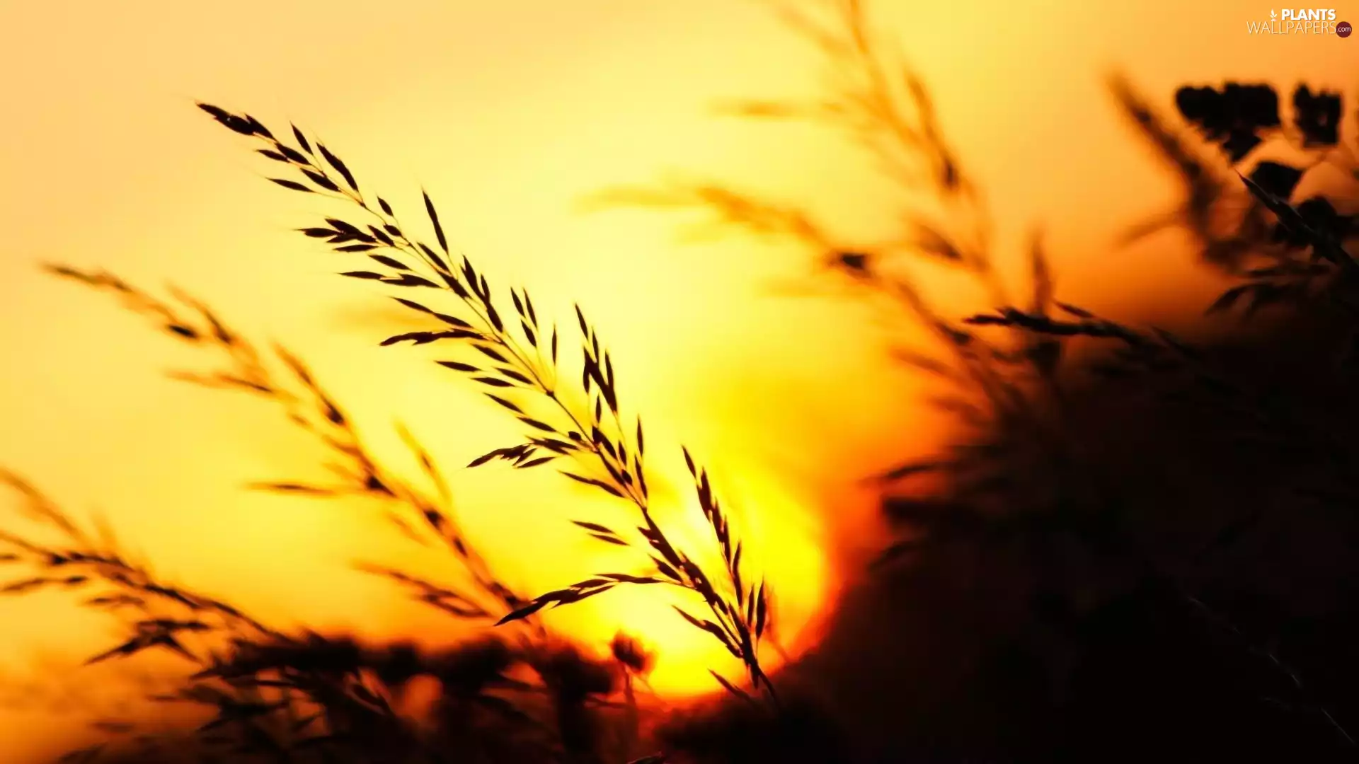 blades, grass, Great Sunsets