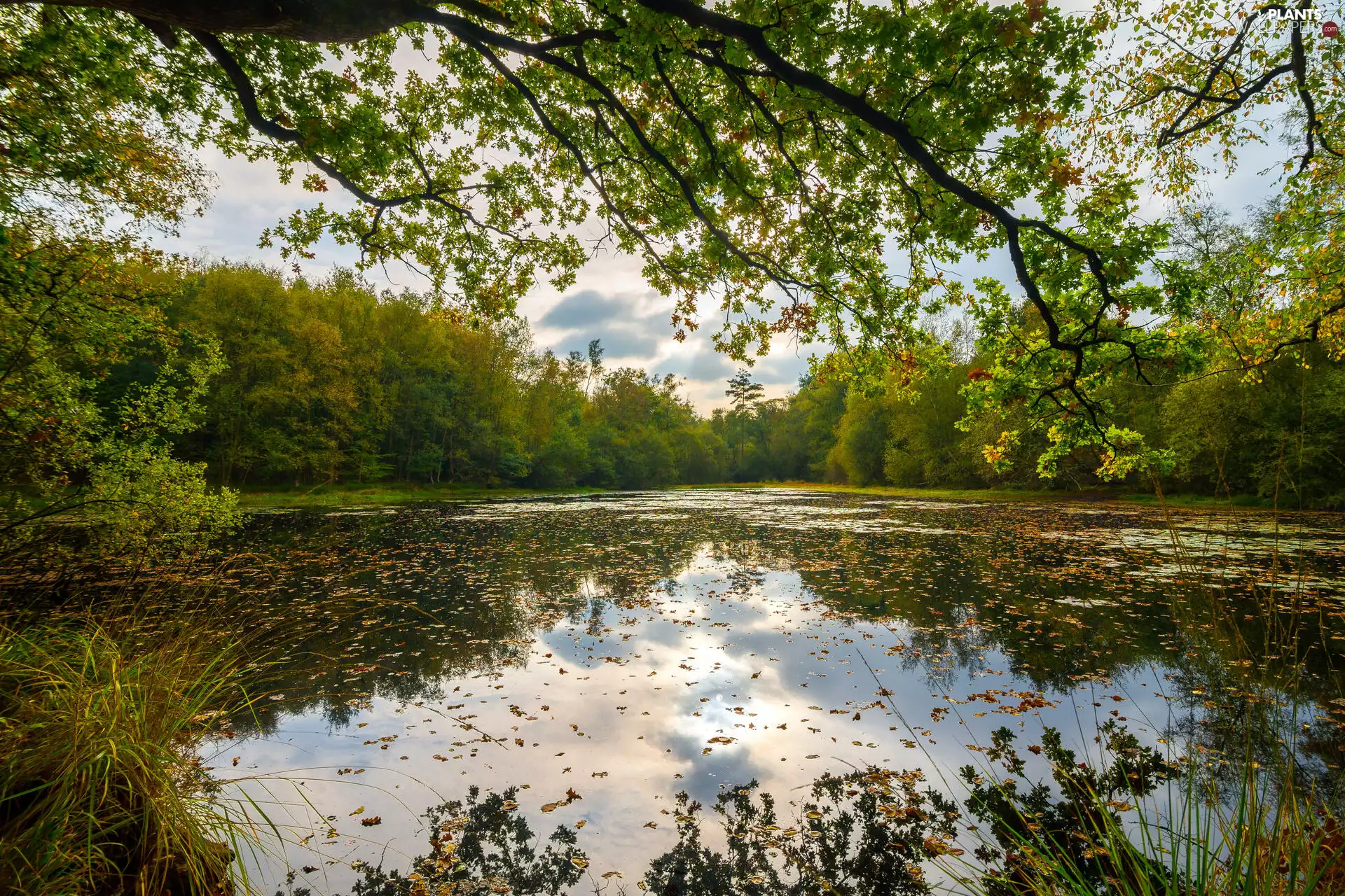 Leaf, lake, grass, trees, clouds, Great Sunsets, branch pics, reflection, viewes