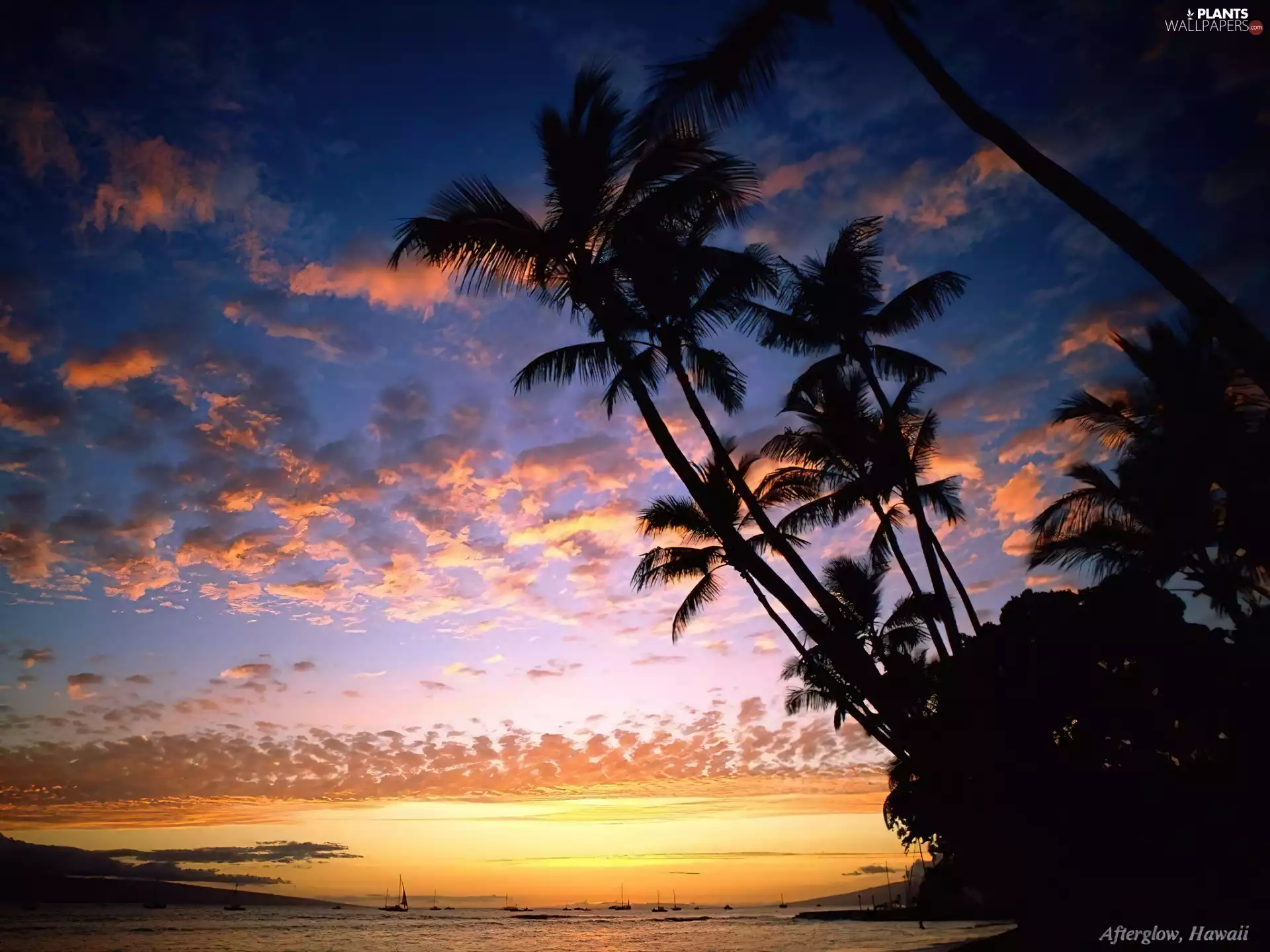 Cloud, Palms, Great Sunsets