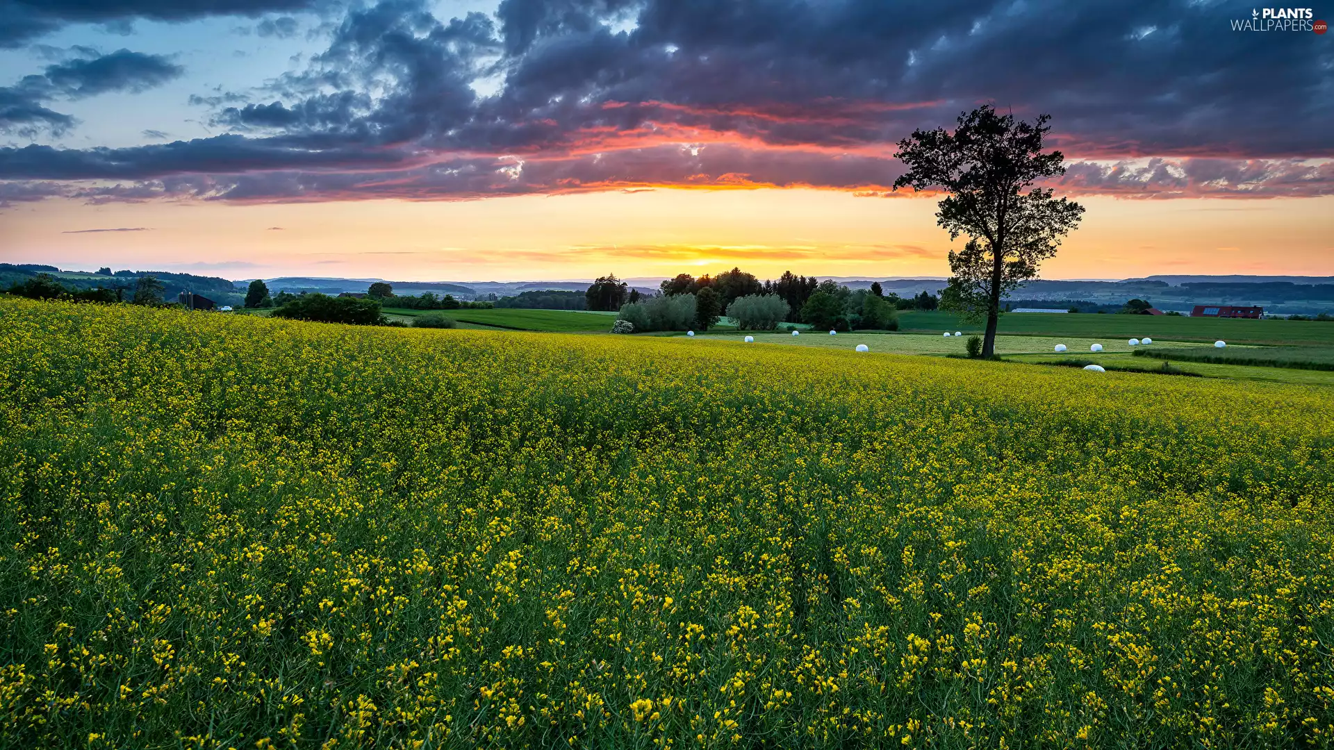trees, Flowers, clouds, rape, Field, viewes, Great Sunsets