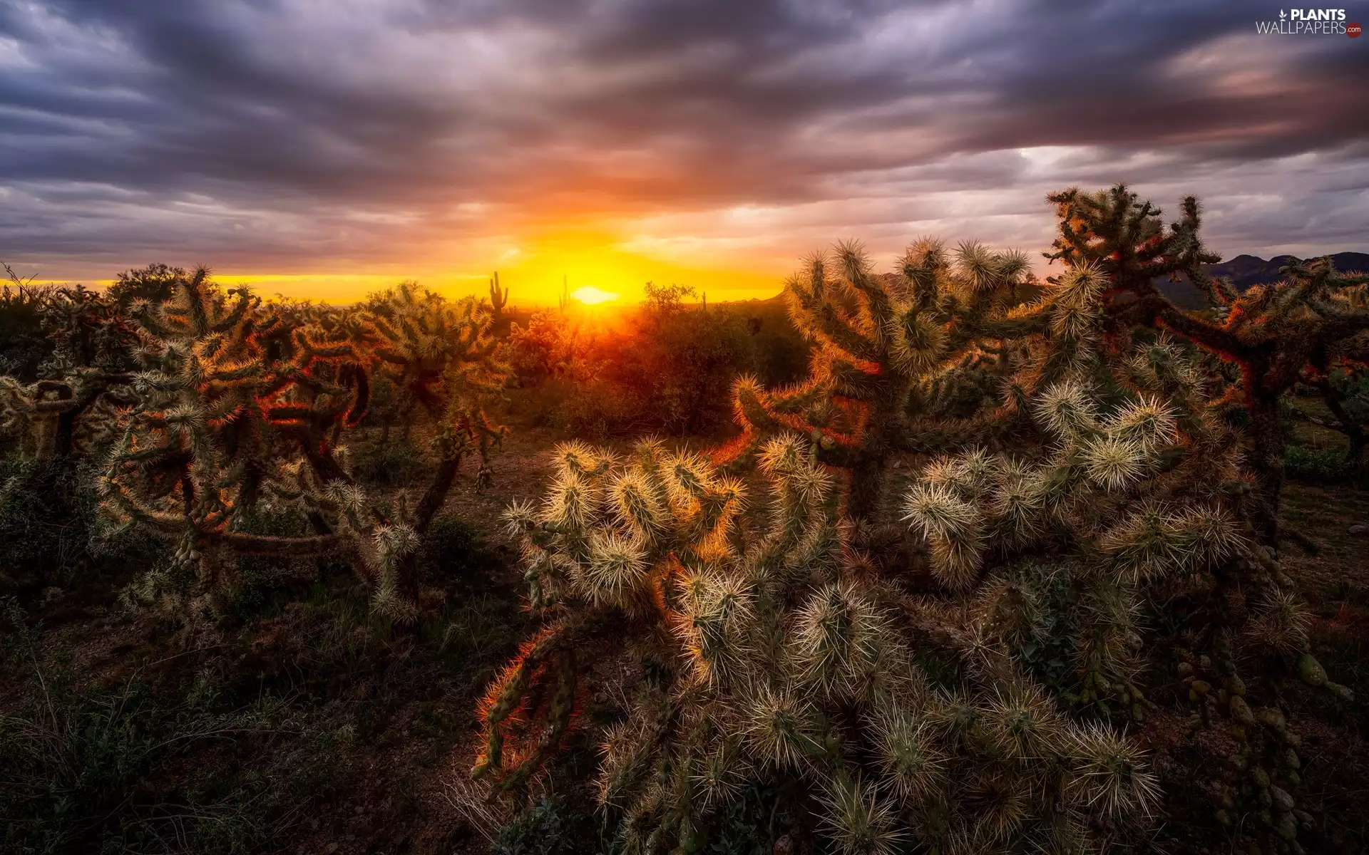 clouds, Cactus, Great Sunsets