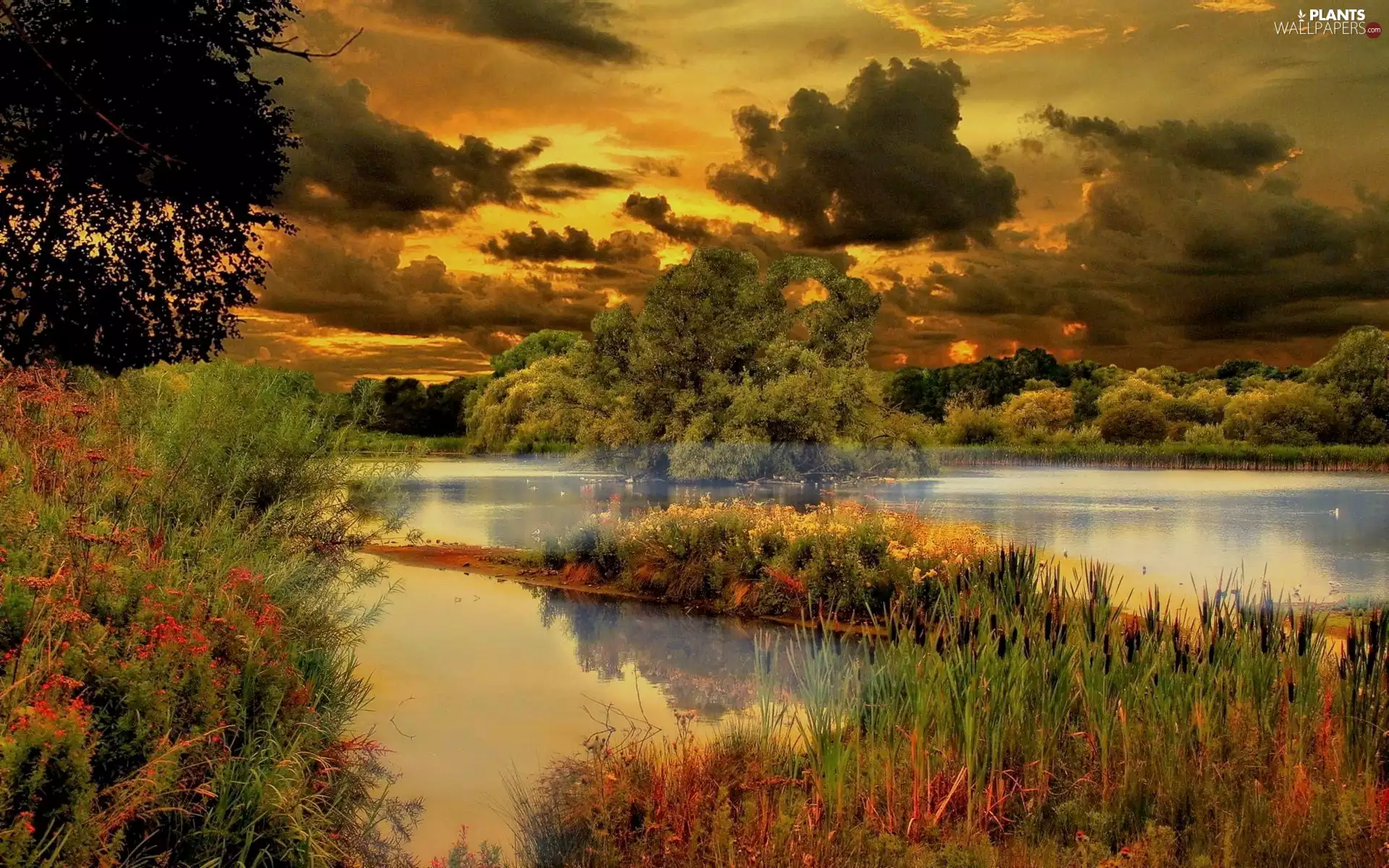 overgrowing, lake, Great Sunsets, by, cloudy