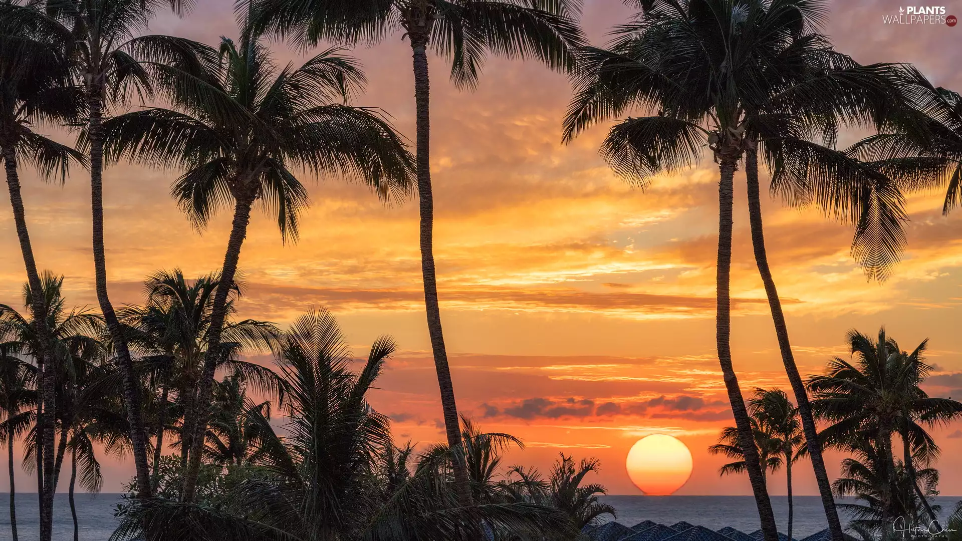 Great Sunsets, color, Sky, Palms