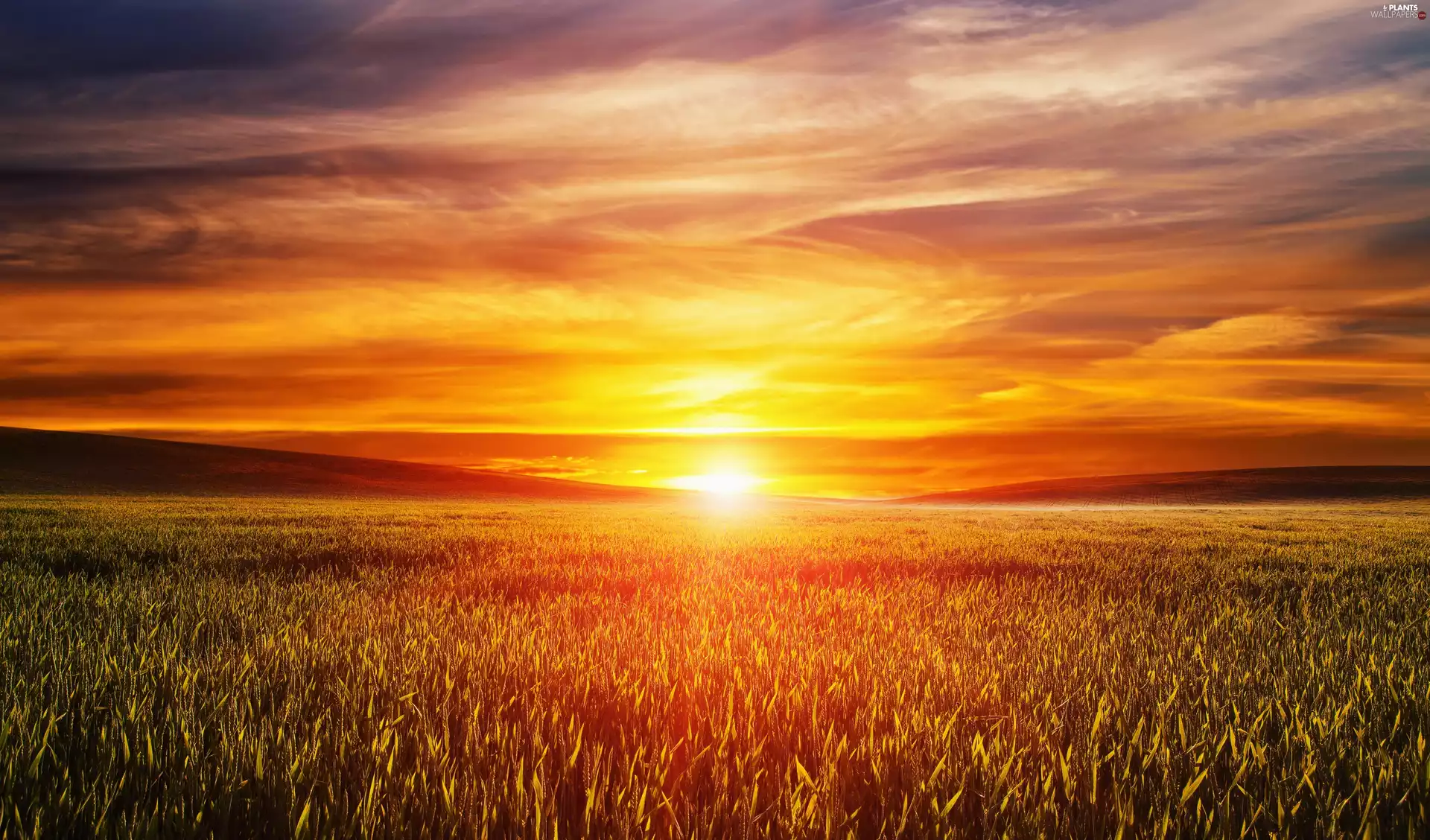 corn, Field, Great Sunsets