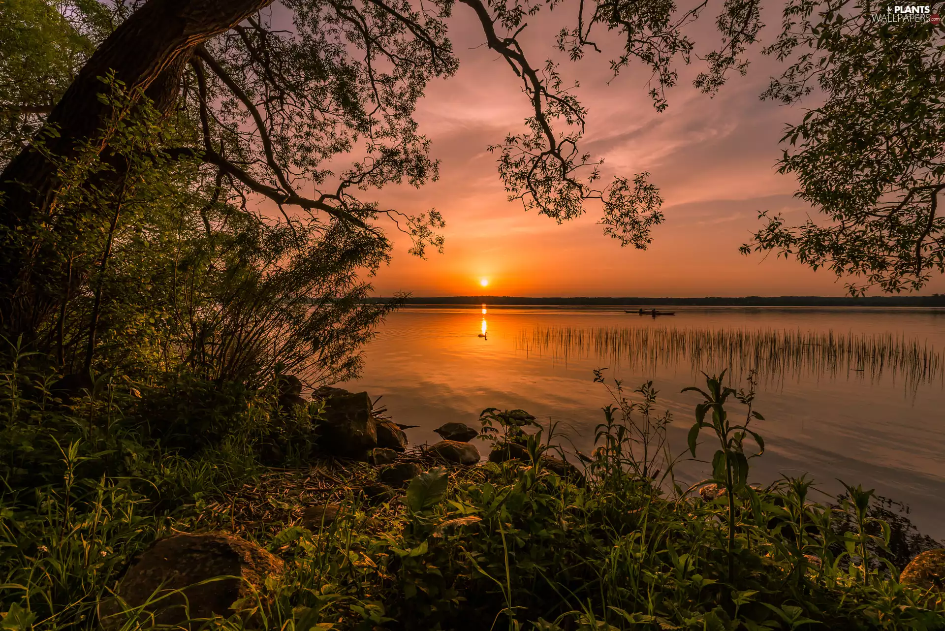 Stones, trees, duck, Bush, lake, boats, Great Sunsets
