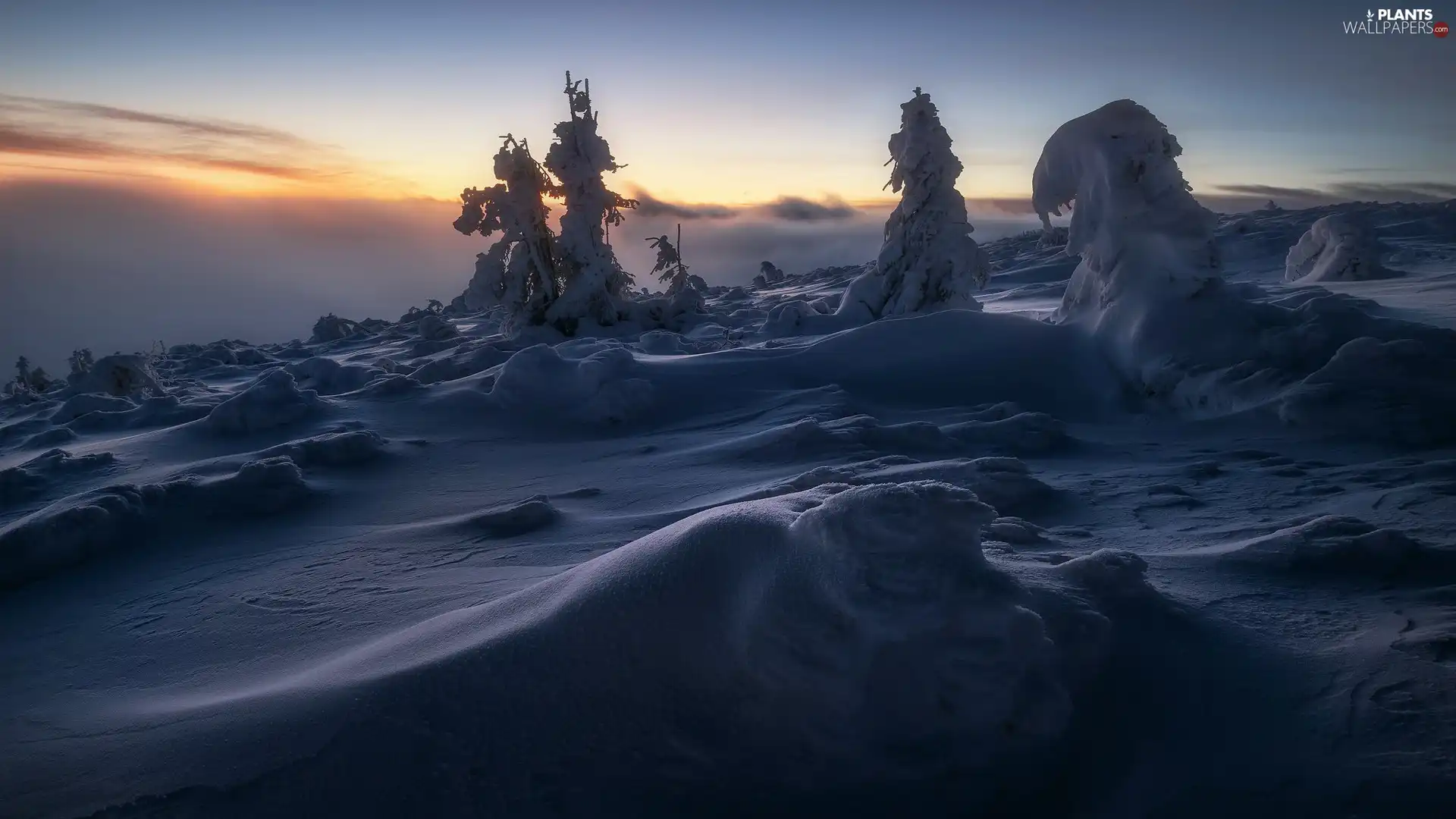 viewes, Snowy, evening, trees, winter, drifts, Great Sunsets