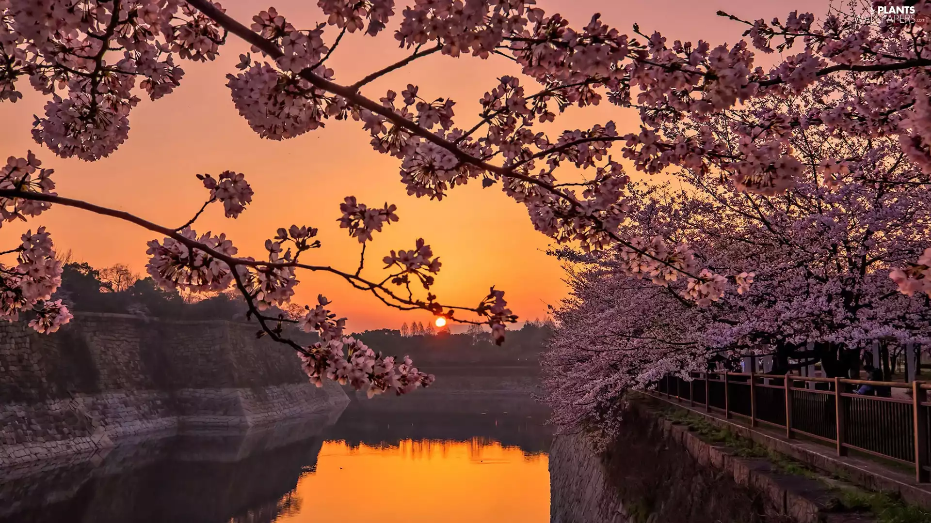 Great Sunsets, Flourished, trees, Spring