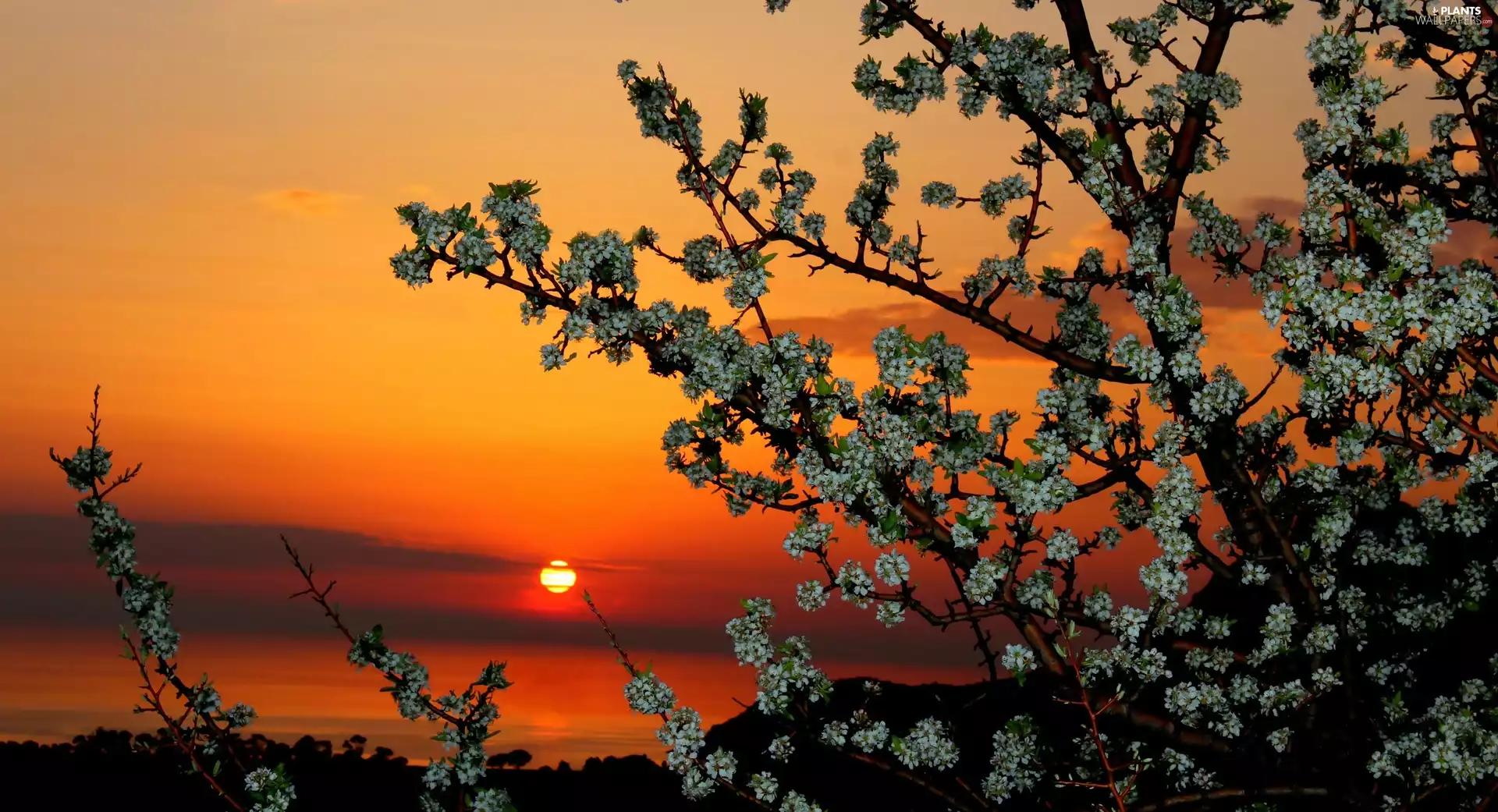 Fruit Tree, Great Sunsets, Spring, Flowers