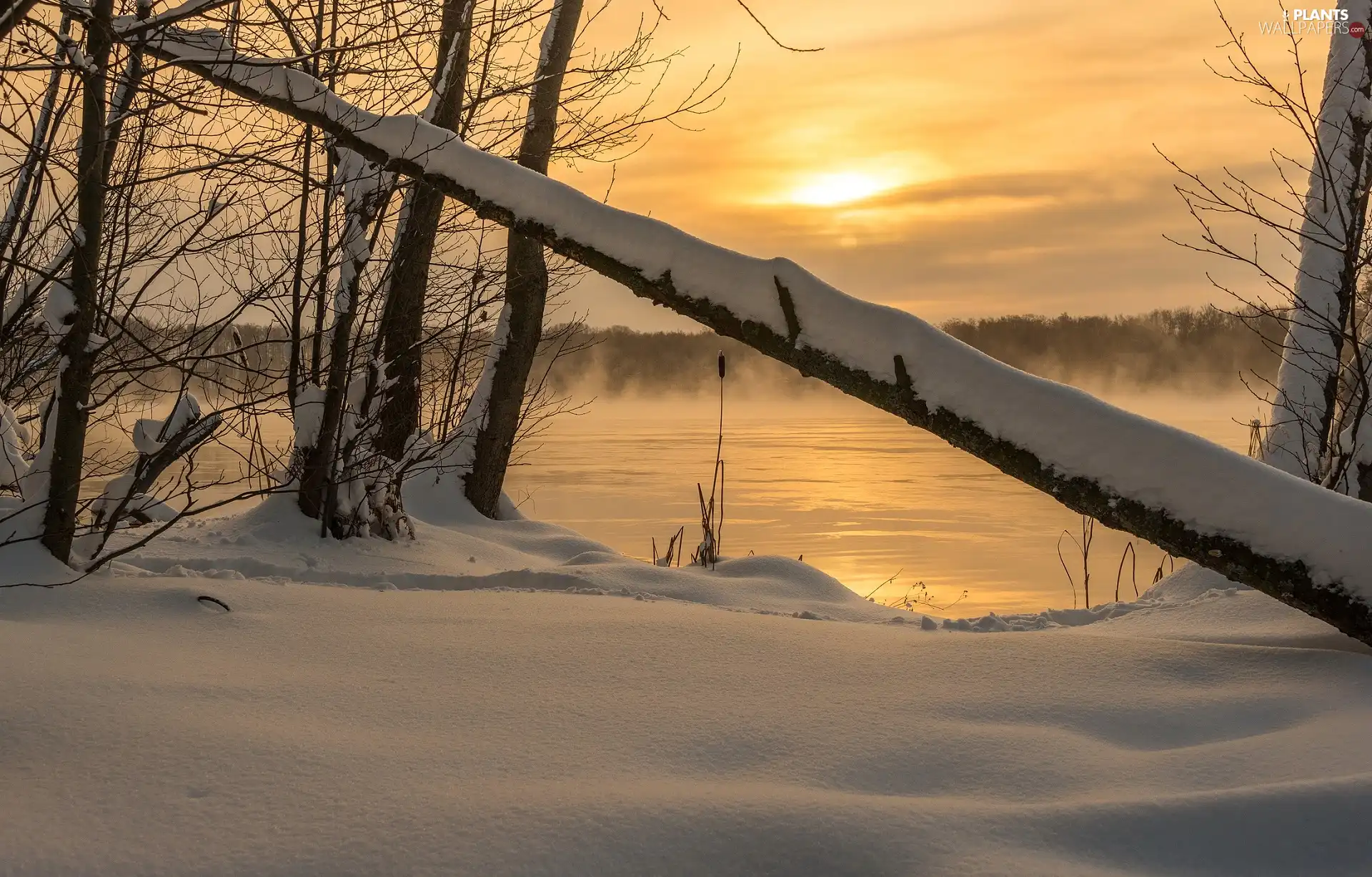 viewes, lake, Fog, trees, winter, snow, Great Sunsets