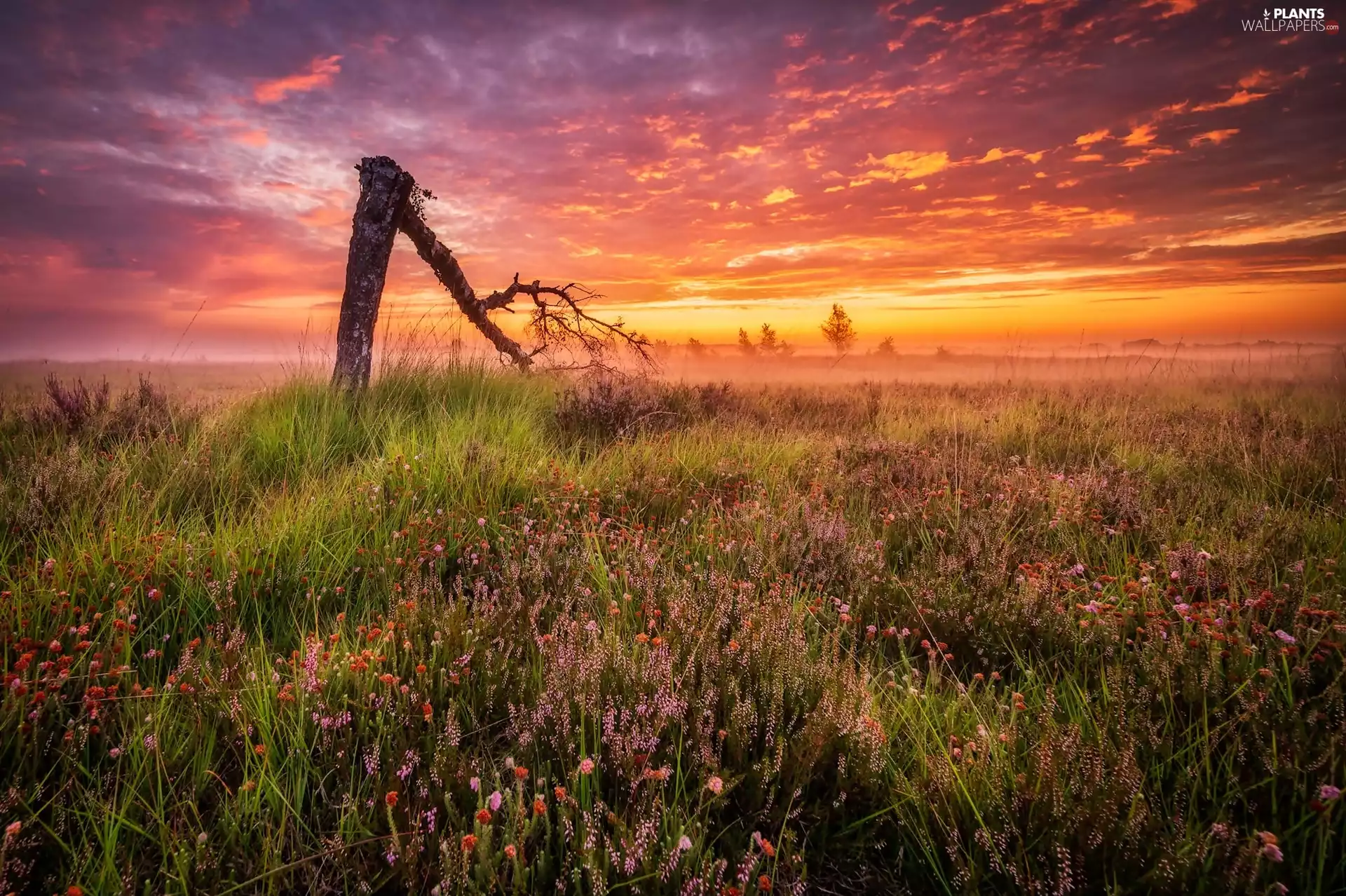 trees, Fog, grass, broken, medows, Flowers, Great Sunsets